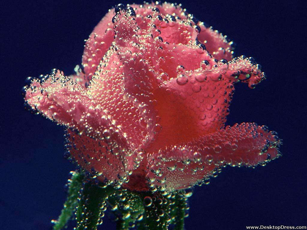 Desktop Wallpaper Flowers Background Underwater Rose
