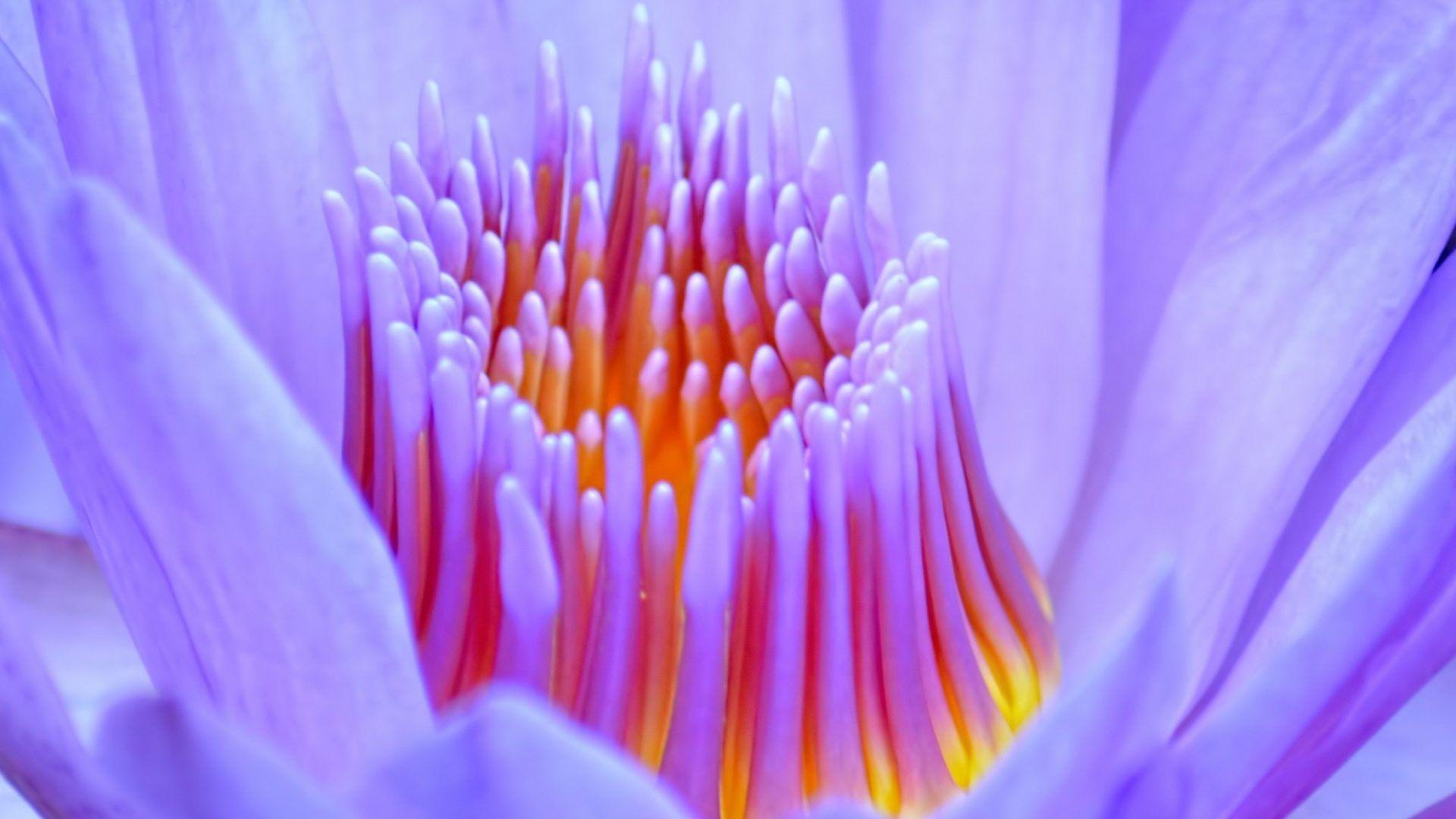 Flower: Lotus Nature Water Flowers Abstract Flower Desktop Wallpaper