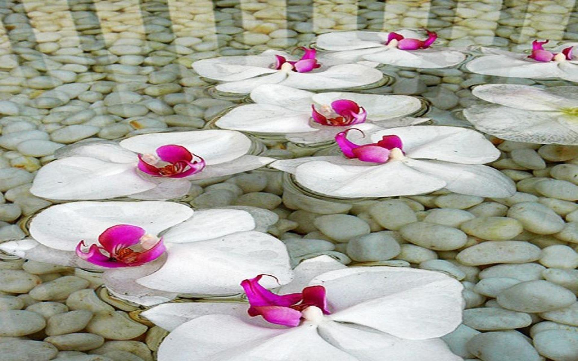 Flowers: Water Naure Flowers Garden Wallpaper Flower For iPhone