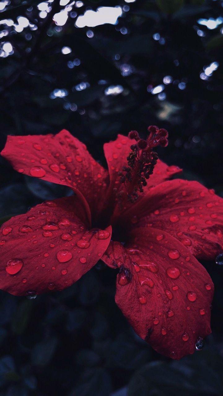 Hibiscus, flower, close up, water drops, 720x1280 wallpaper