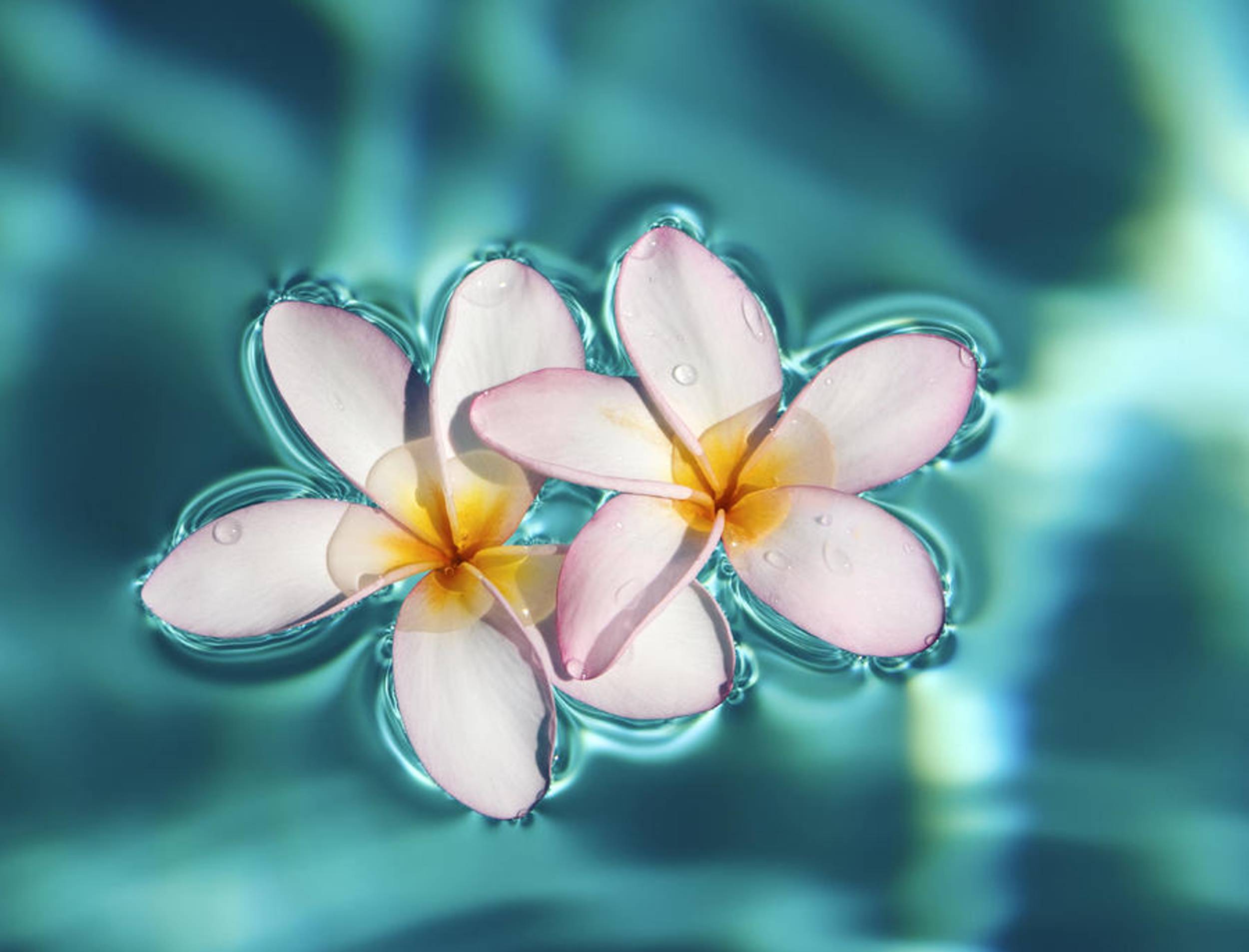 Hawaiian Flowers Desktop Wallpaper