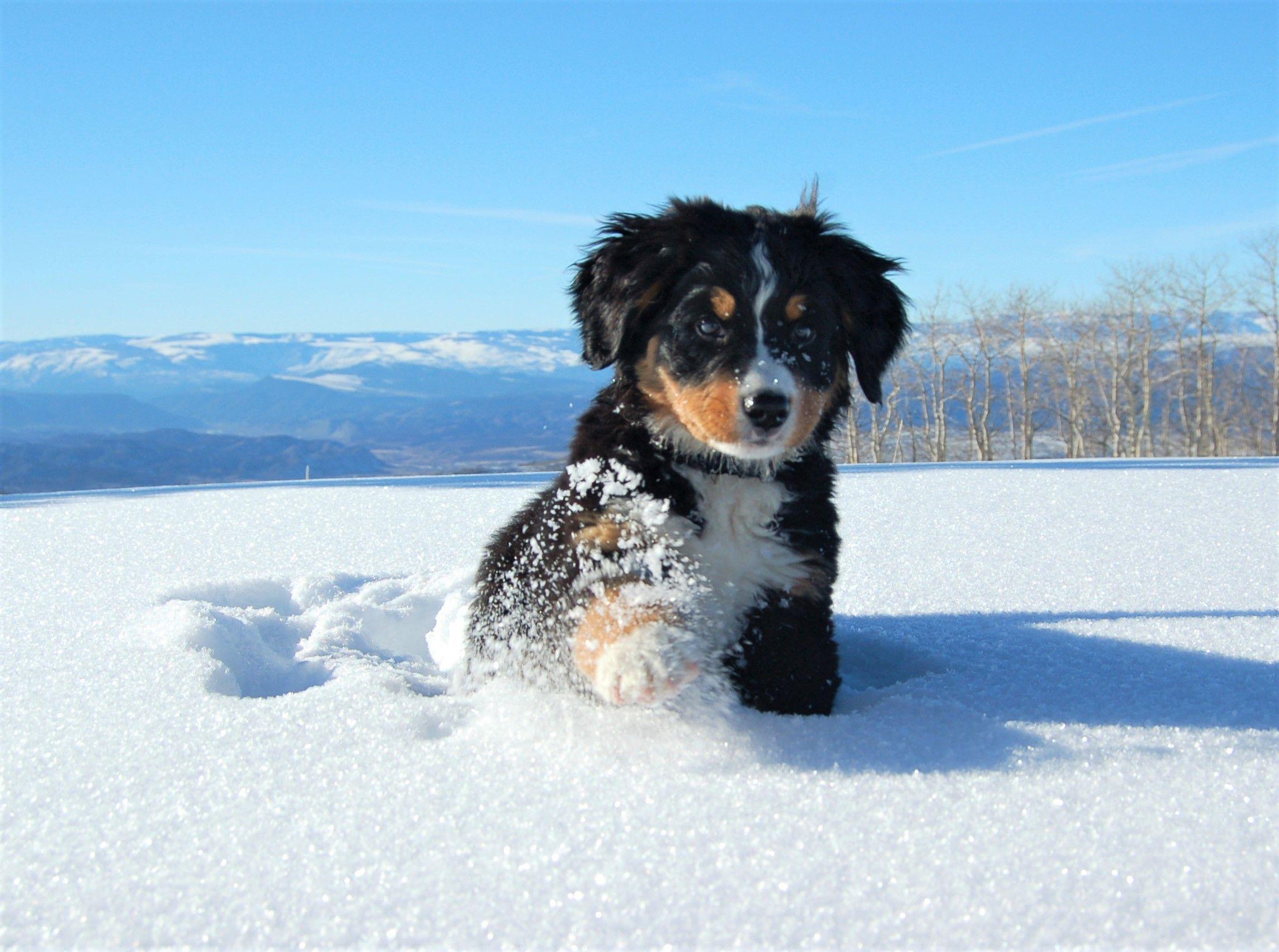 Bernese Mountain Puppy in the Snow HD Wallpaper
