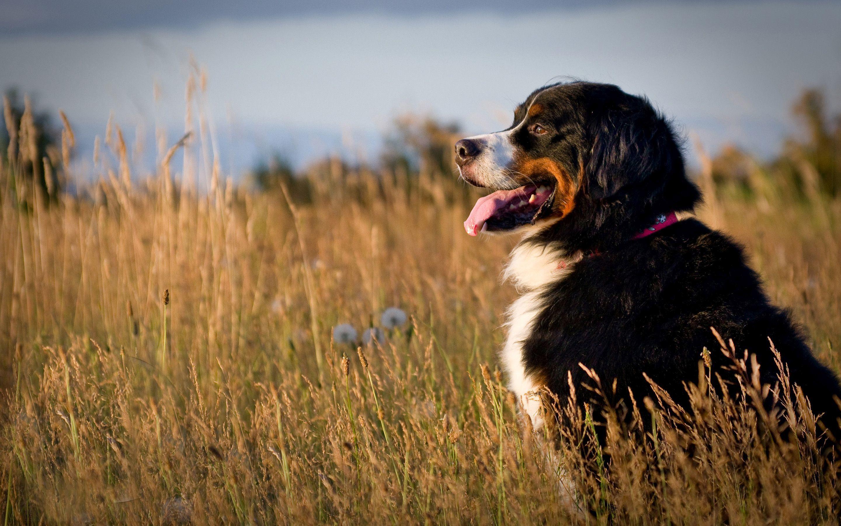 Bernese Mountain Dog looking at the sunset Wallpaper