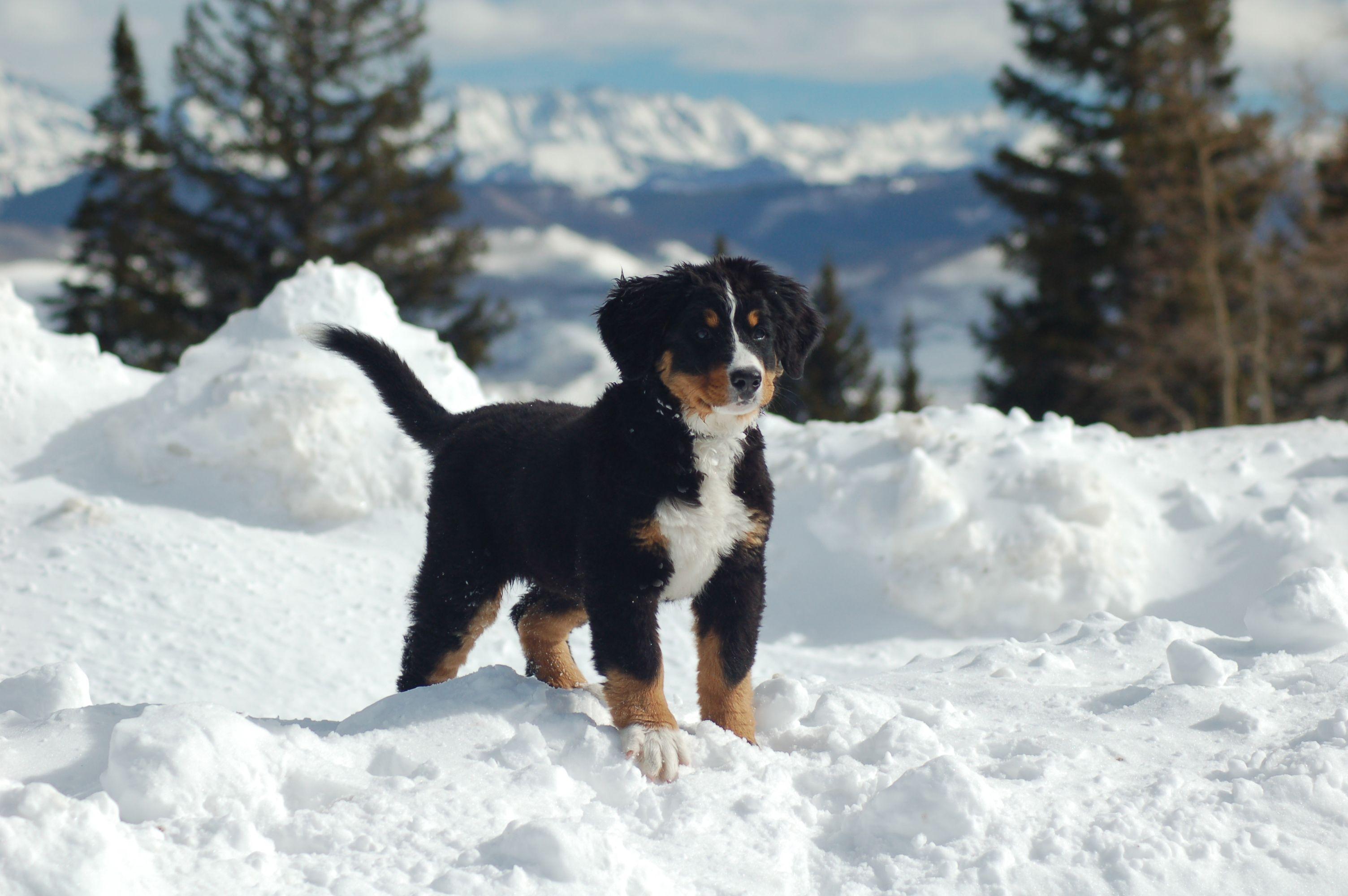 Bernese Mountain dog puppy in the snow wallpaper and image