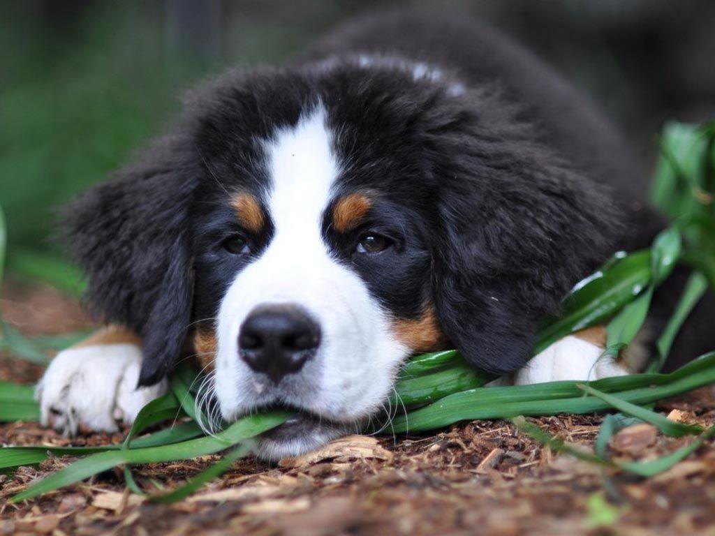 Lovely Bernese Mountain Dog photo and wallpaper. Beautiful Lovely