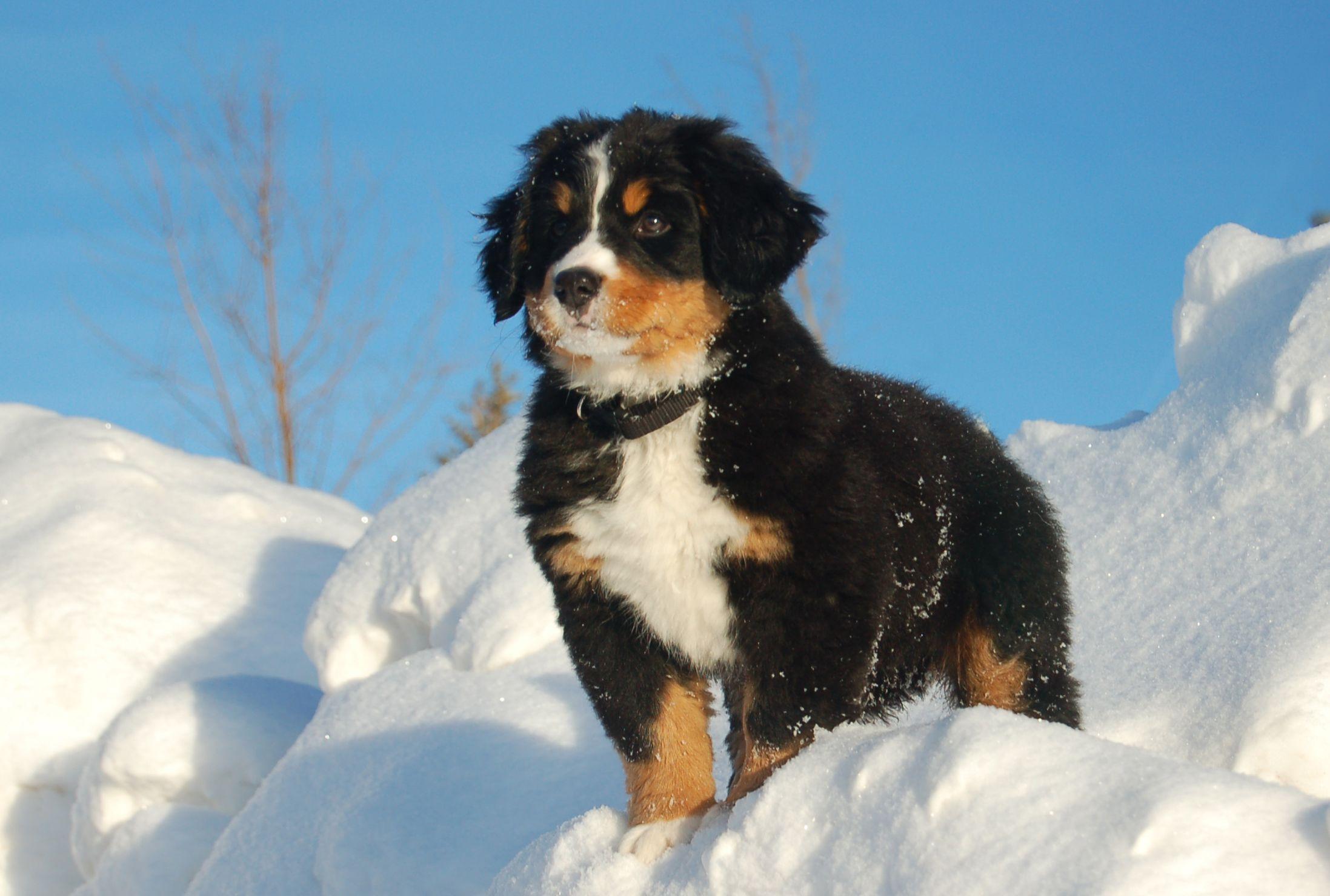 Bernese Mountain Dog Wallpaper Wallpaper and Background