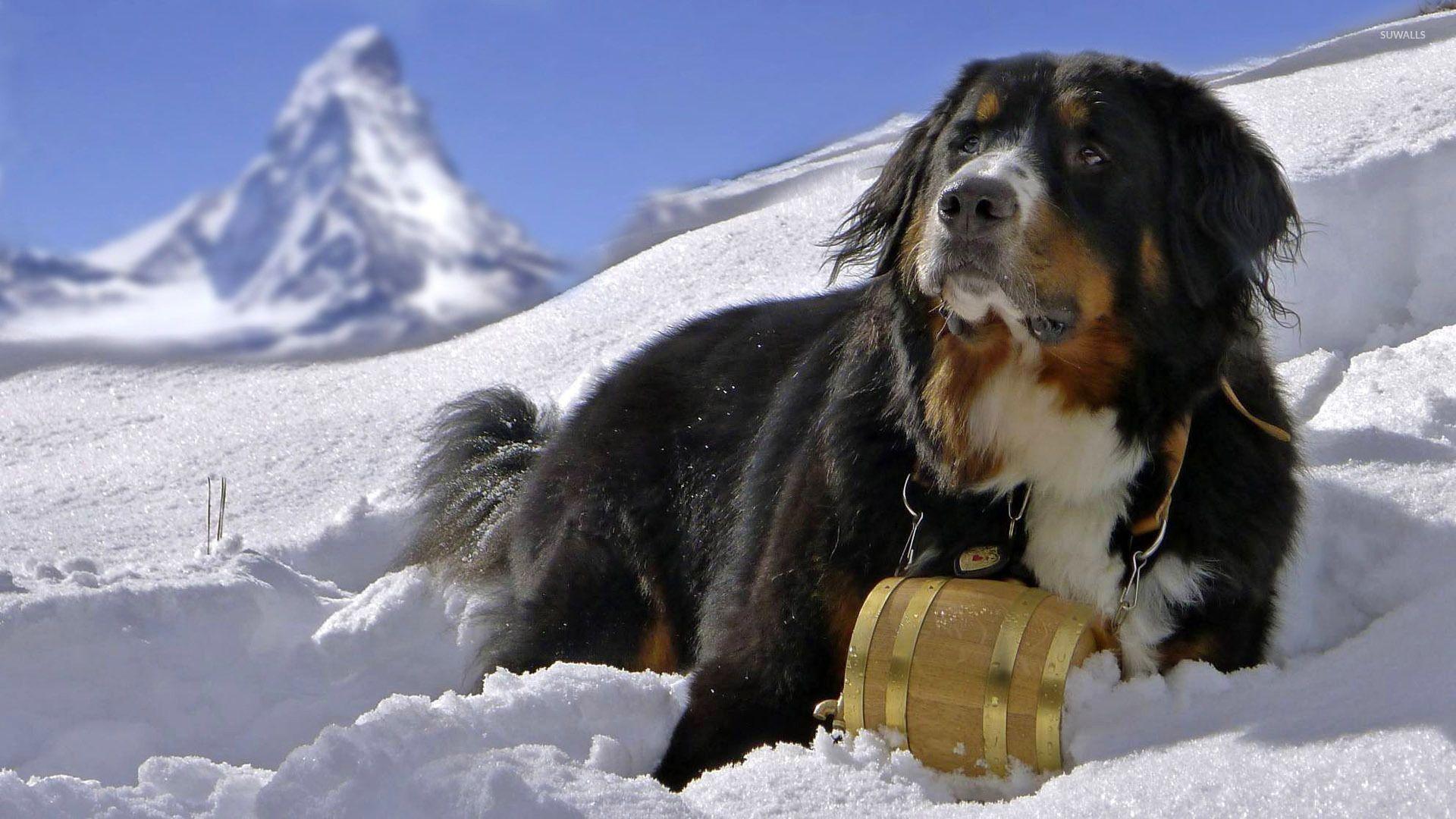 Bernese Mountain Dog wallpaper wallpaper