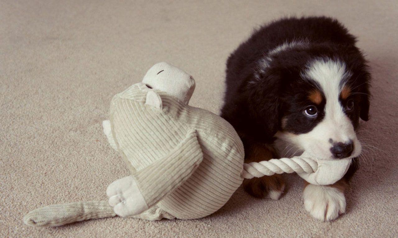 Bernese Mountain Dog Playing With Toy Puppies
