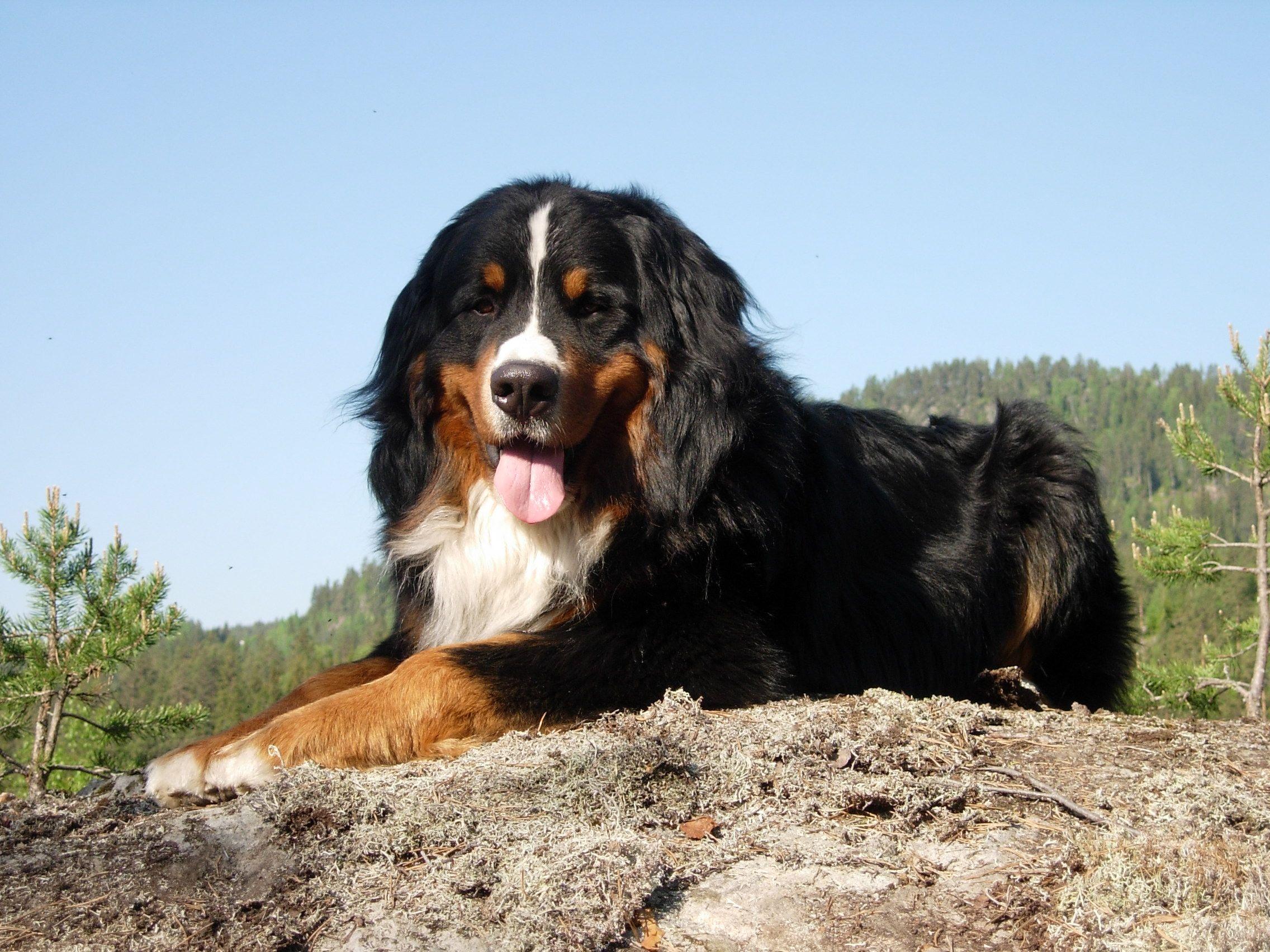 Bernese Mountain Dog on the hill photo and wallpaper. Beautiful
