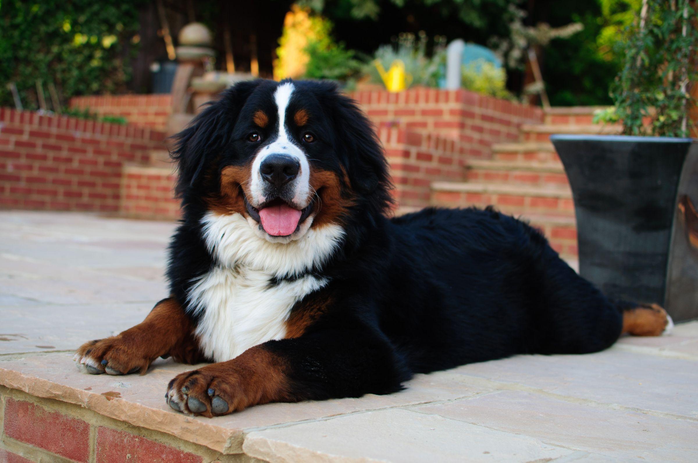 Happy Bernese Mountain Dog Wallpaper Picture 62524 2400x1594 px