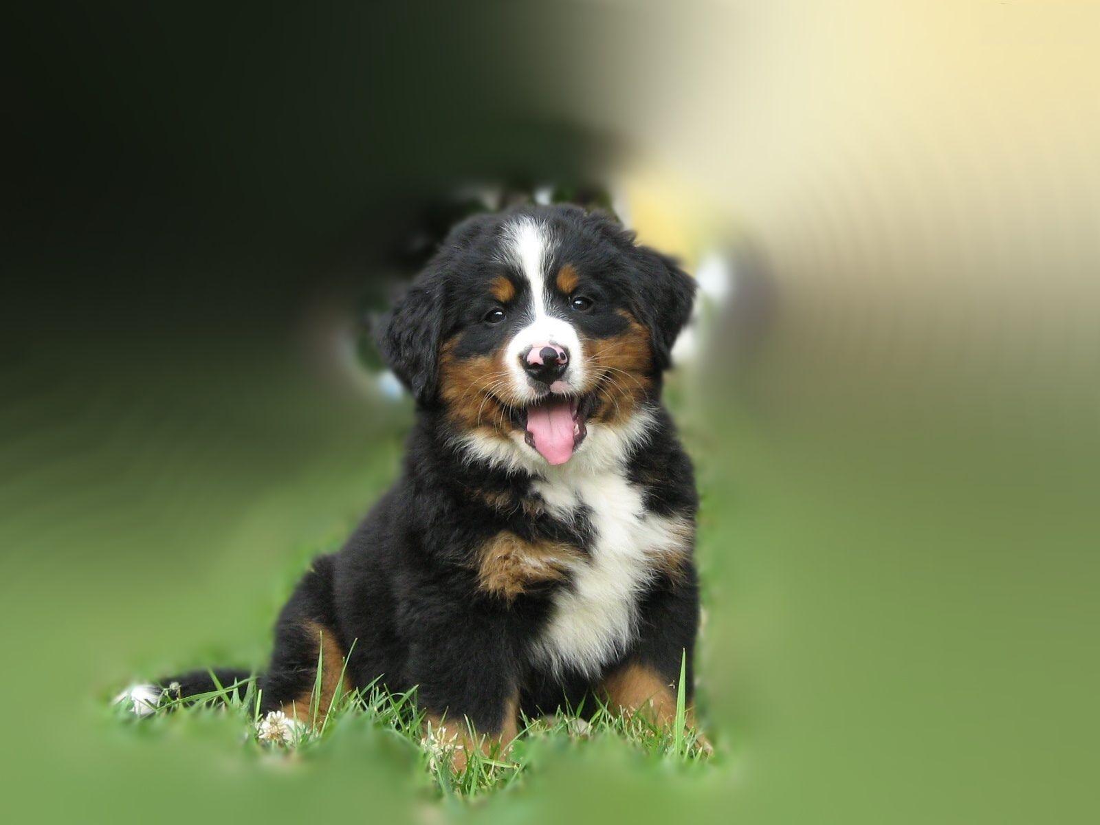 Bernese mountain dog puppies picture download