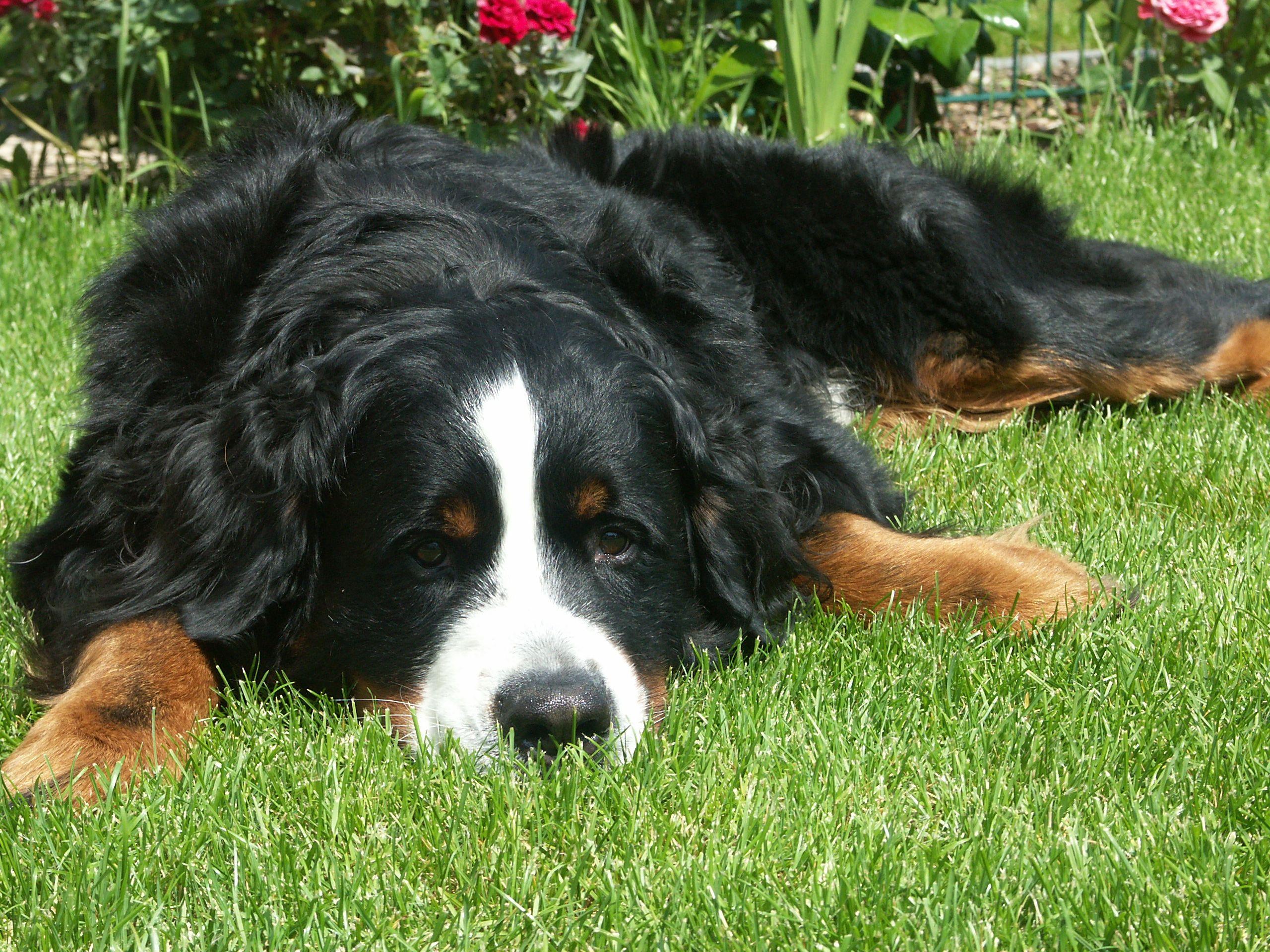 Sad Bernese Mountain Dog on the grass wallpaper and image