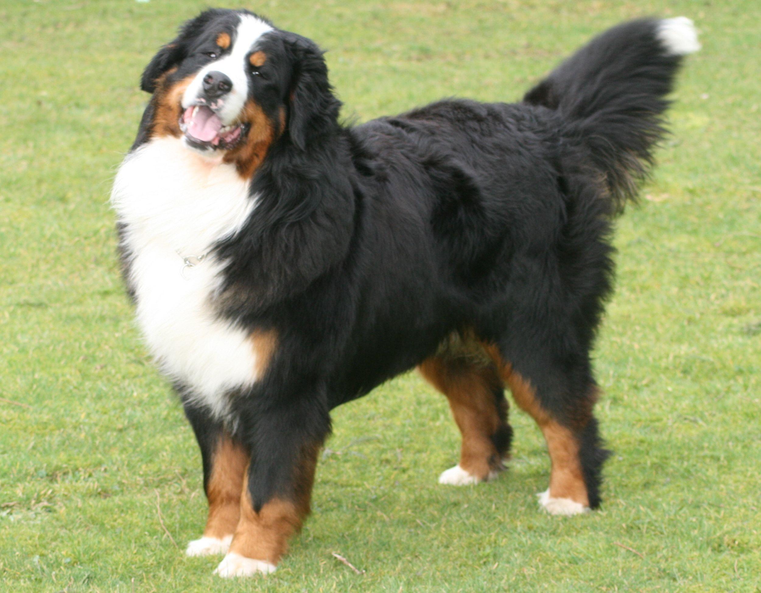 Bernese Mountain Dog Wallpapers - Wallpaper Cave