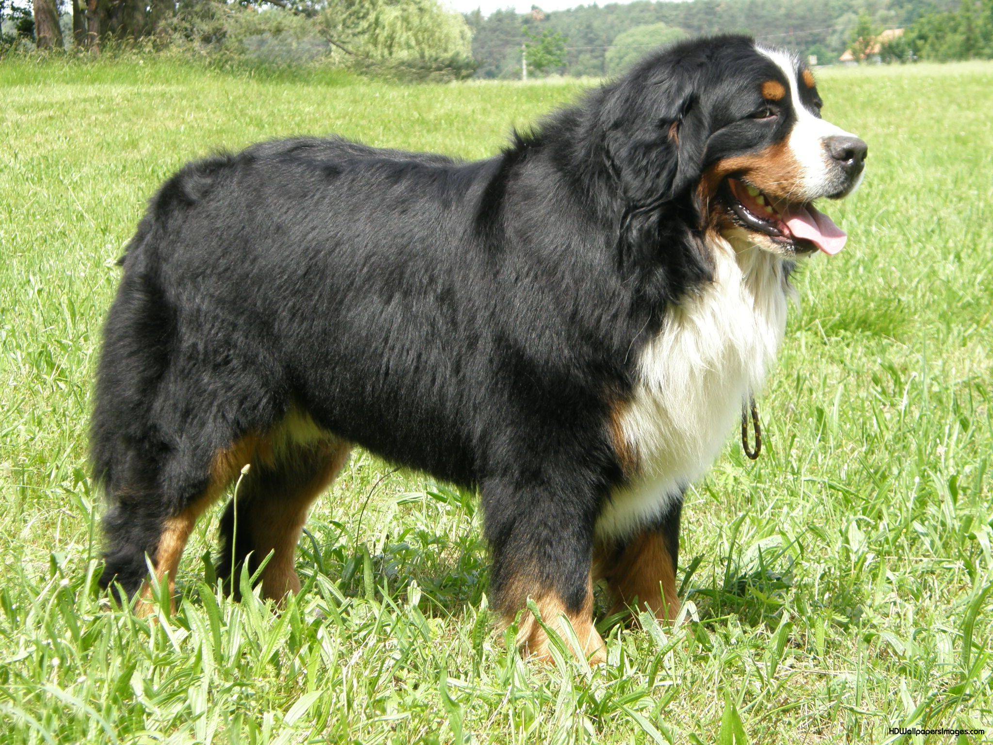 Bernese Mountain Dog Wallpaper and Background Image