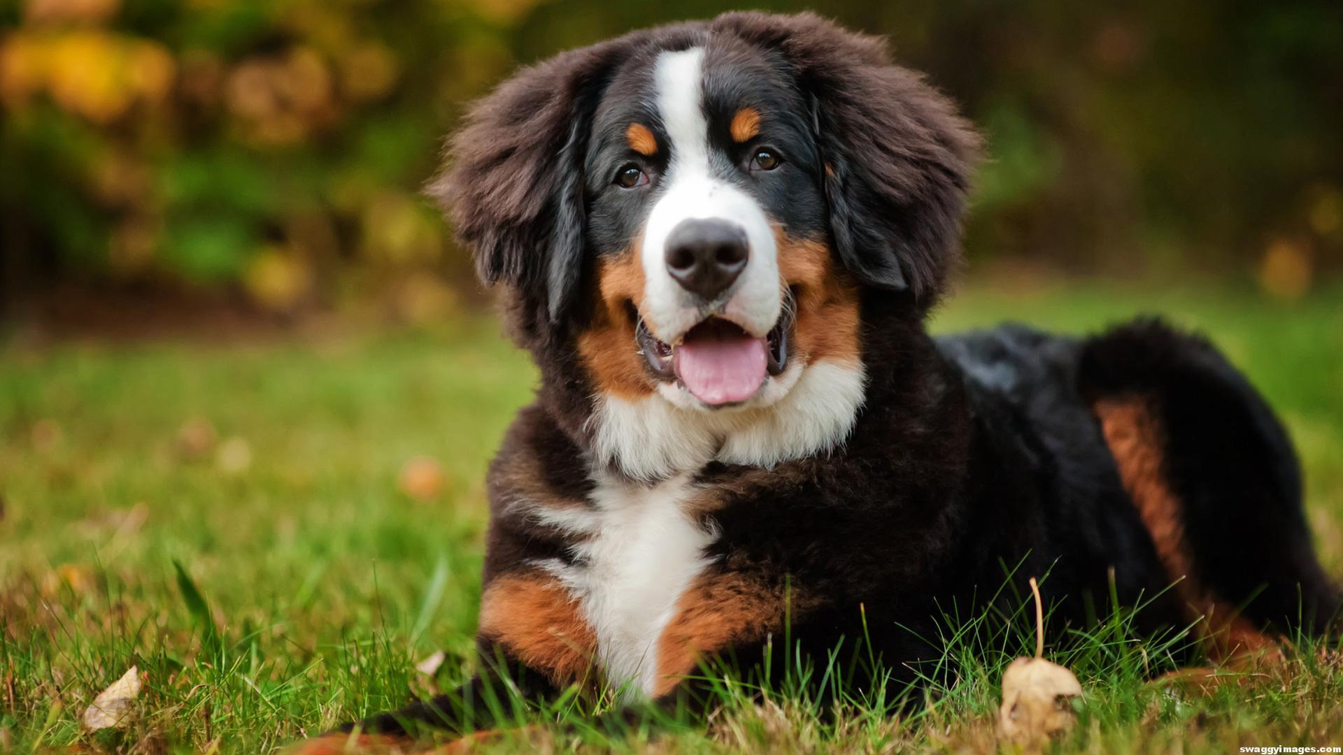 Bernese Mountain Dog Best Picture