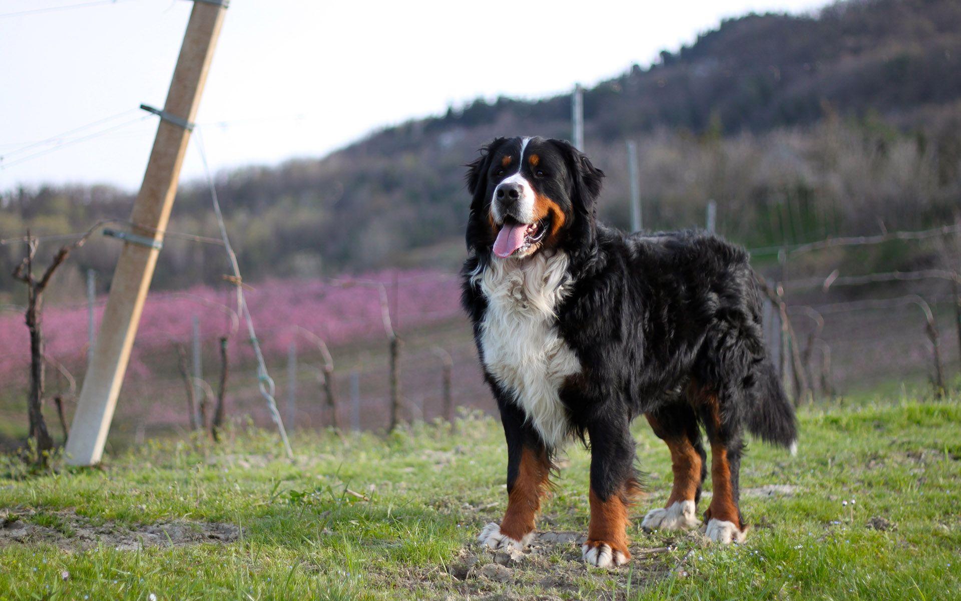 Bernese Mountain Dog Wallpapers - Wallpaper Cave