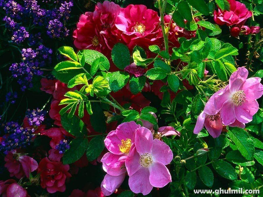 Colorful Flowers. Beautiful Colorful Flowers Wallpaper