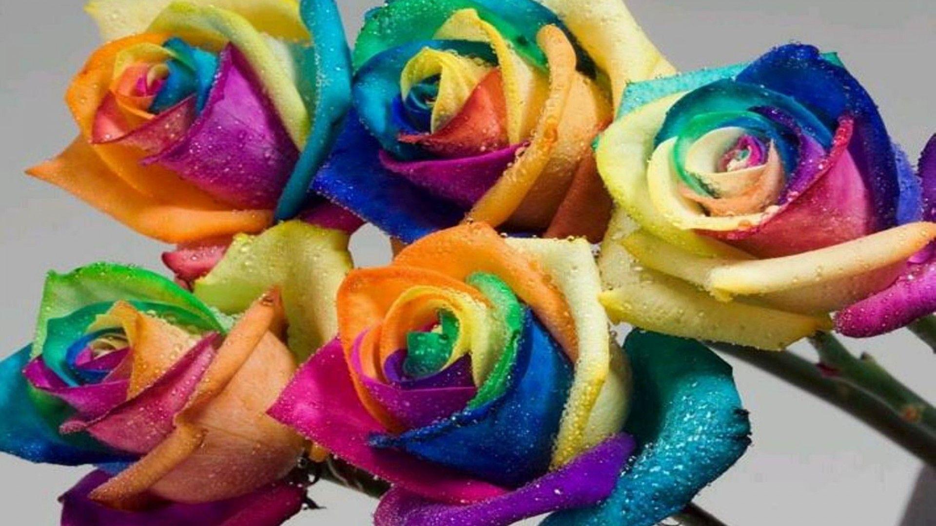 Beautiful Colorful Flowers Wallpaper HD Download Colorful Wallpaper