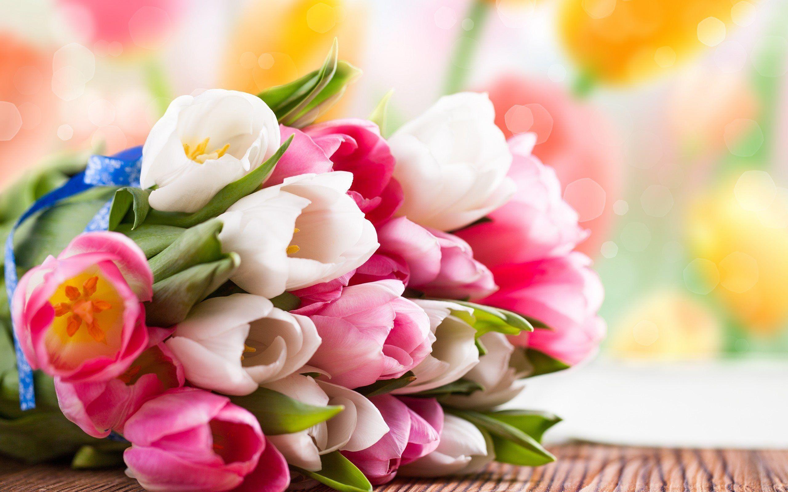 Colourful Flowers Wallpaper. Colourful Flowers Beautiful Tulips
