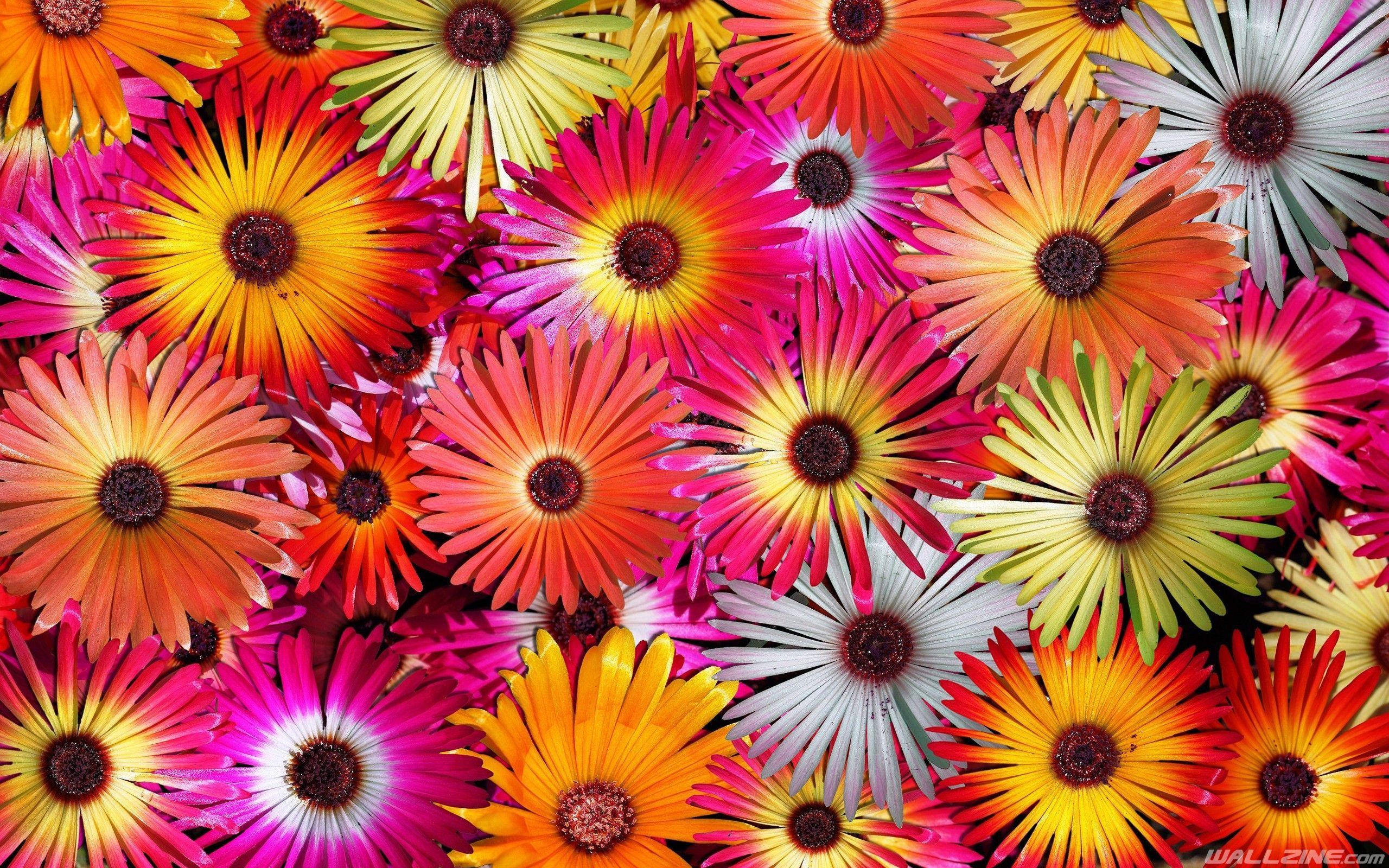 Beautiful Colorful Flowers Wallpapers - Wallpaper Cave