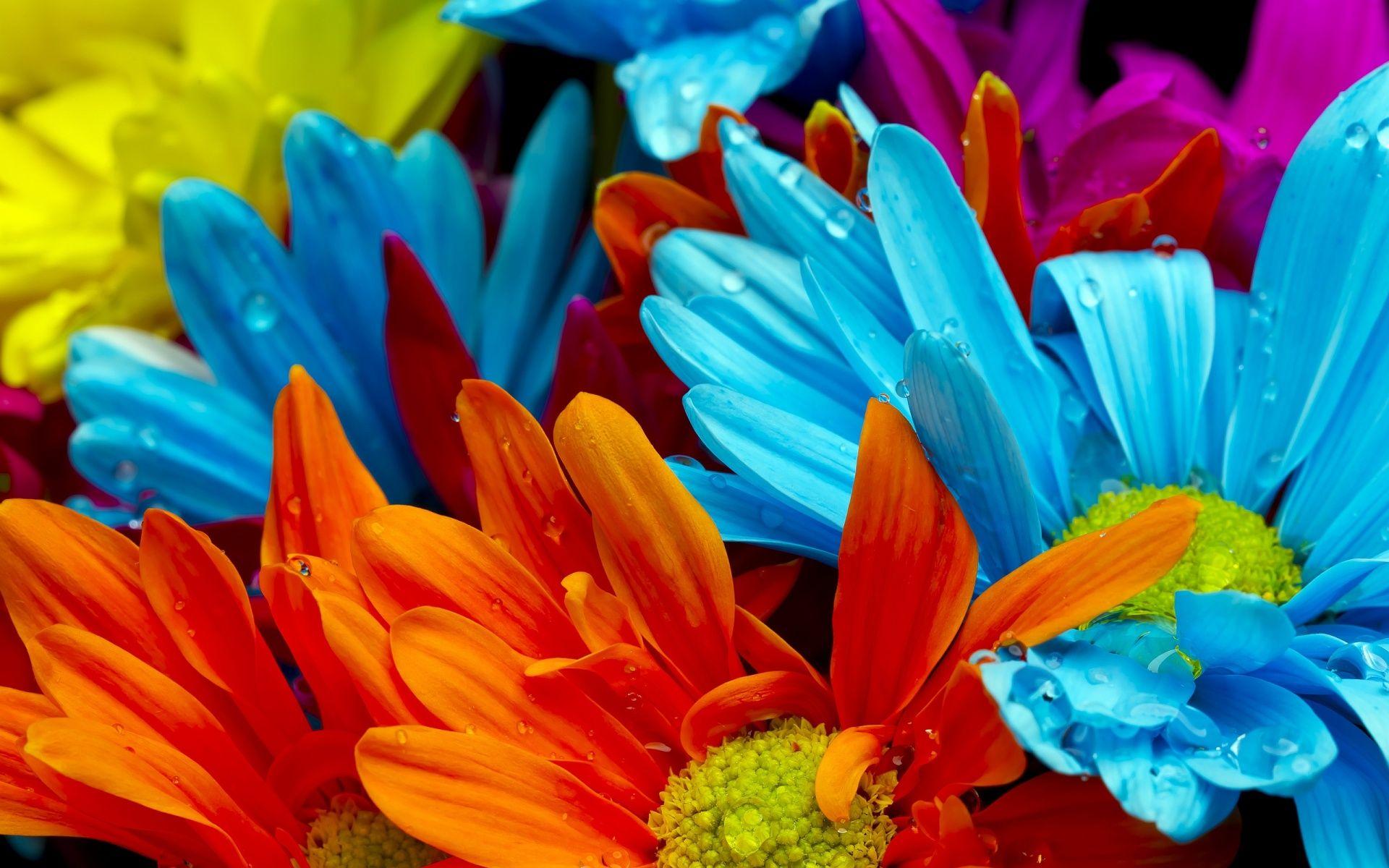 Best Flowers Wallpaper: Lovely Colorful Flowers 846220 Flowers