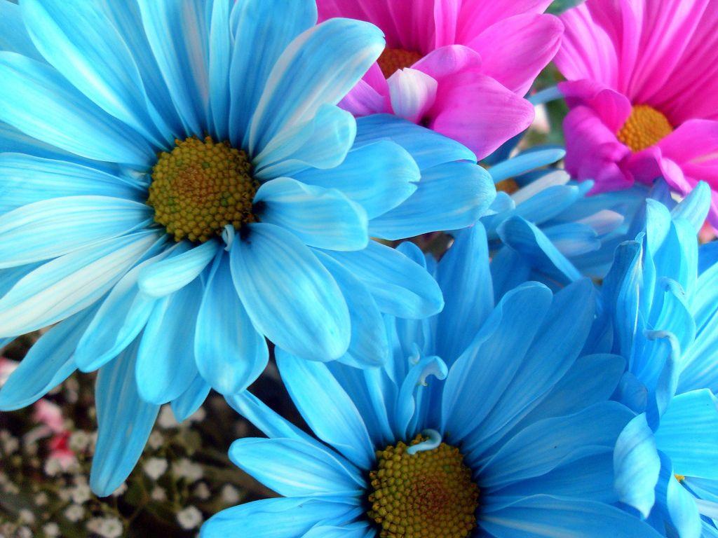 BEAUTIFUL FLOWER WALLPAPERS FREE TO DOWNLOAD Beautiful 1024x768