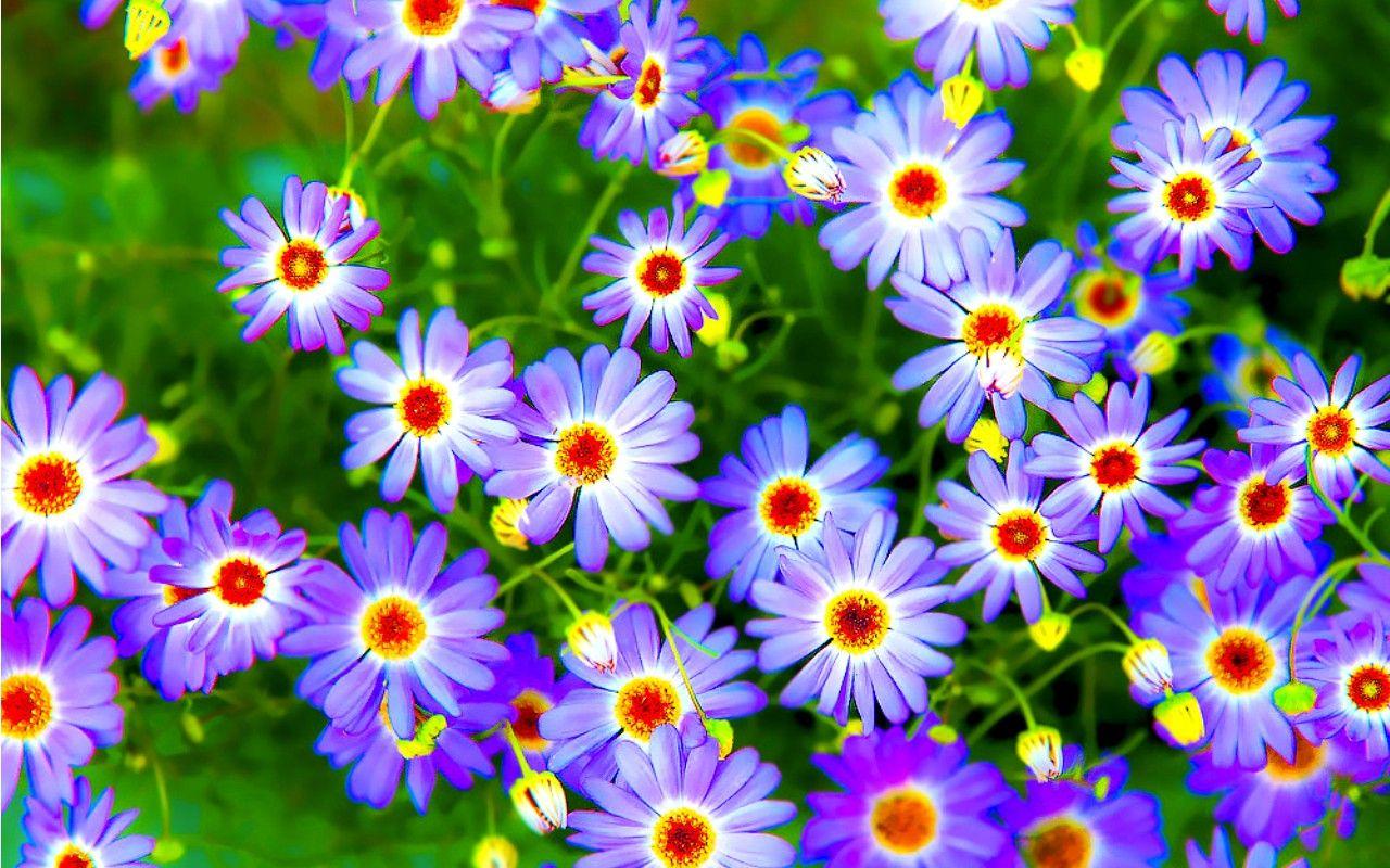 Beautiful Colorful Flowers Wallpapers - Wallpaper Cave
