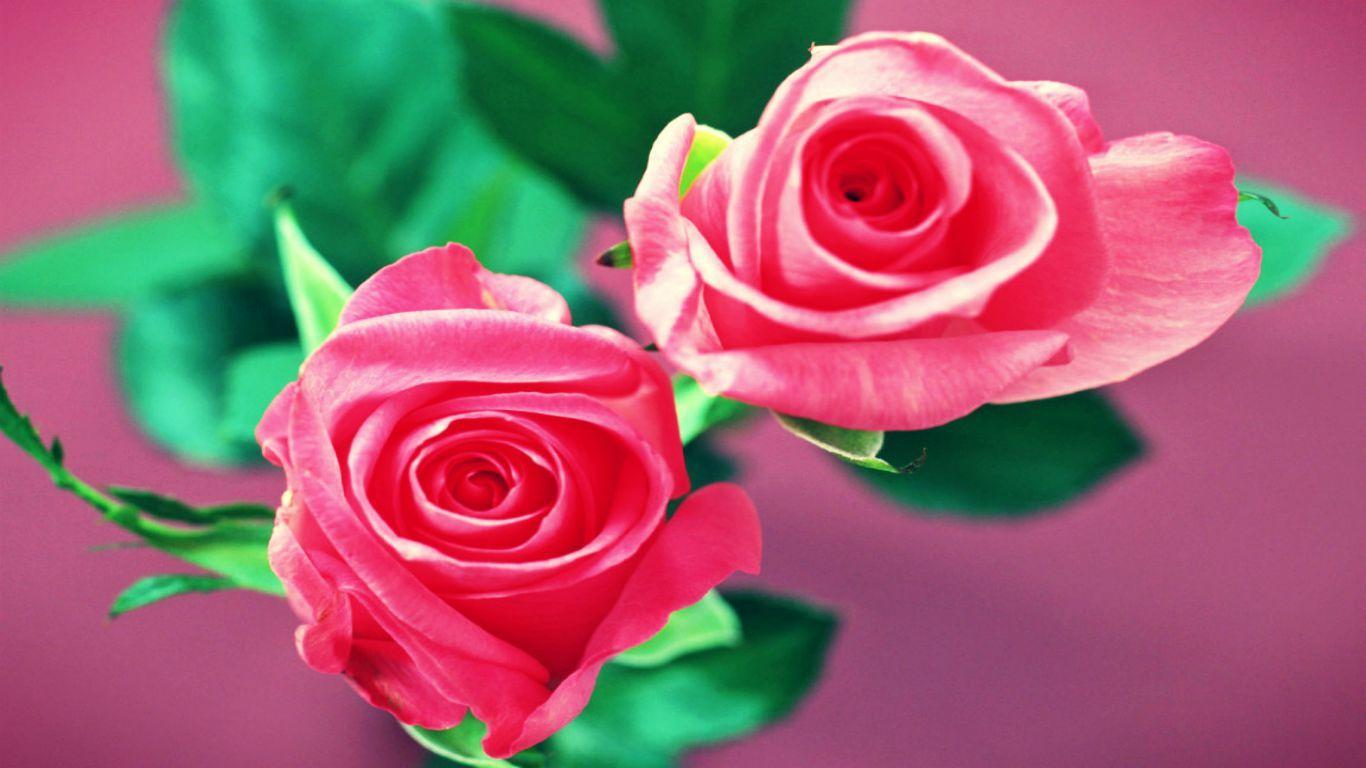 Beautiful Pink Roses HD Flower Wallpaper