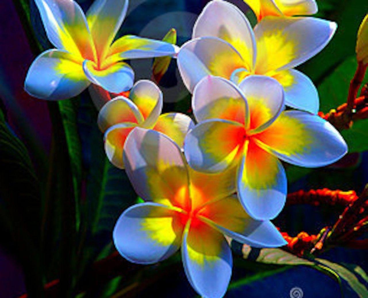Flowers: Flowers Beautiful Colored Temple Plumeria Nature Flower