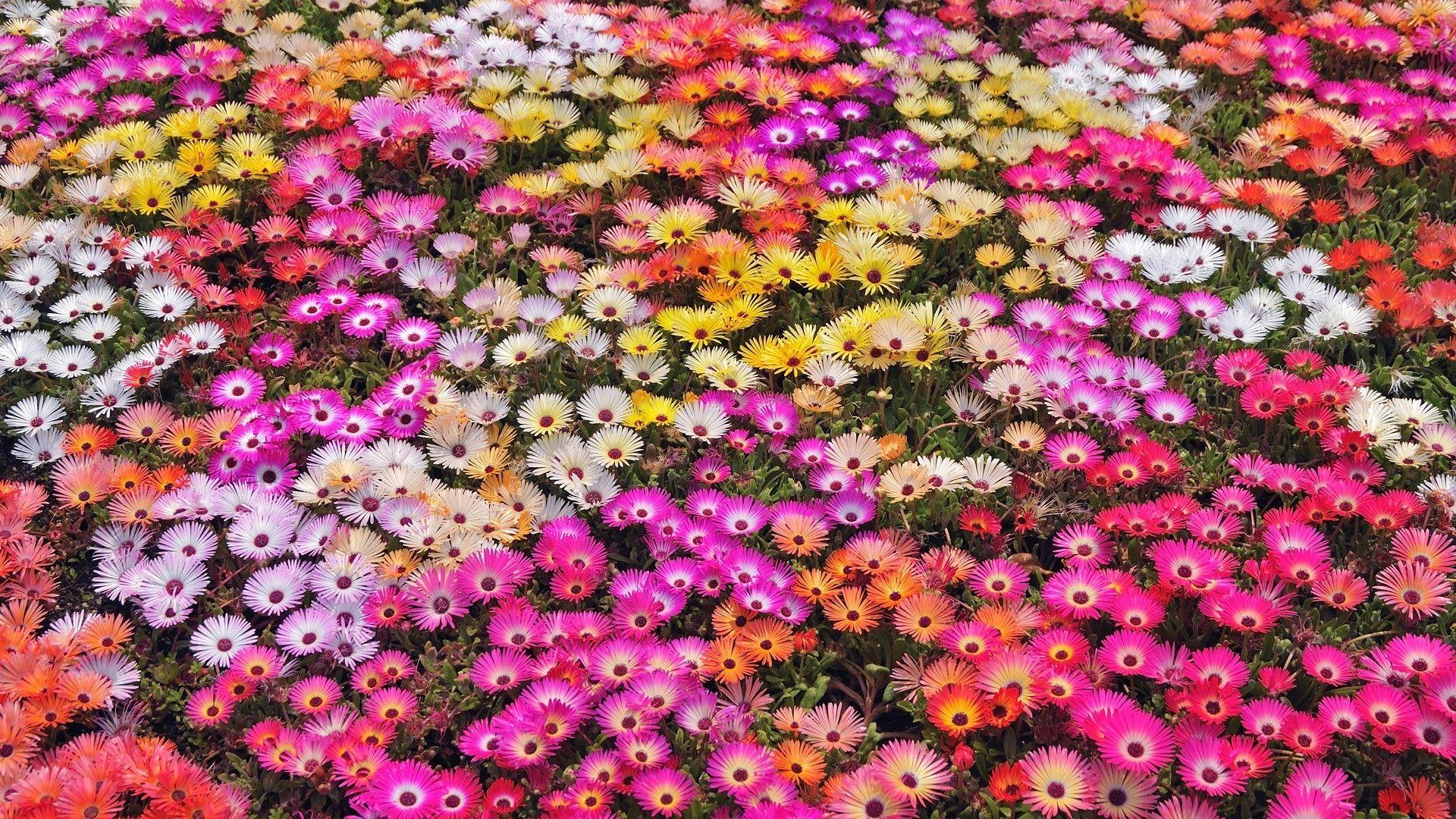 Colorful Flowers Wallpaper HD