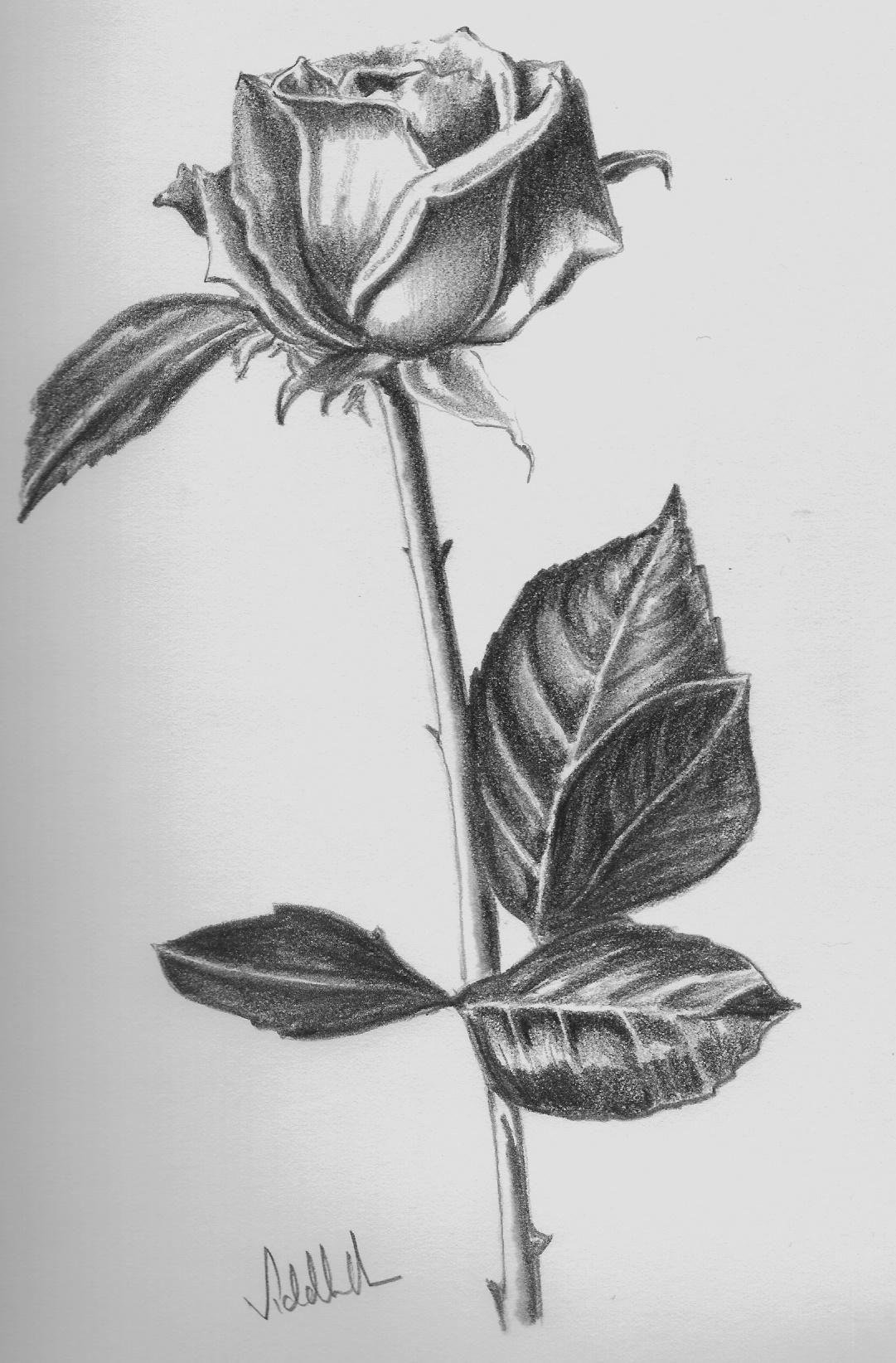 Roses drawing, Rose drawing, Flower drawing.com