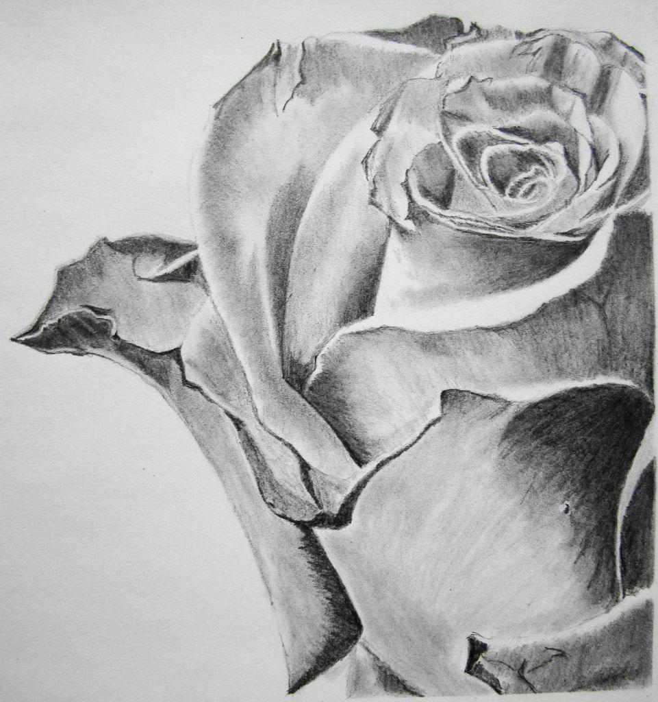 Flowers Pencil Drawing HD Wallpaper Pencil Art Wallpaper Group 64