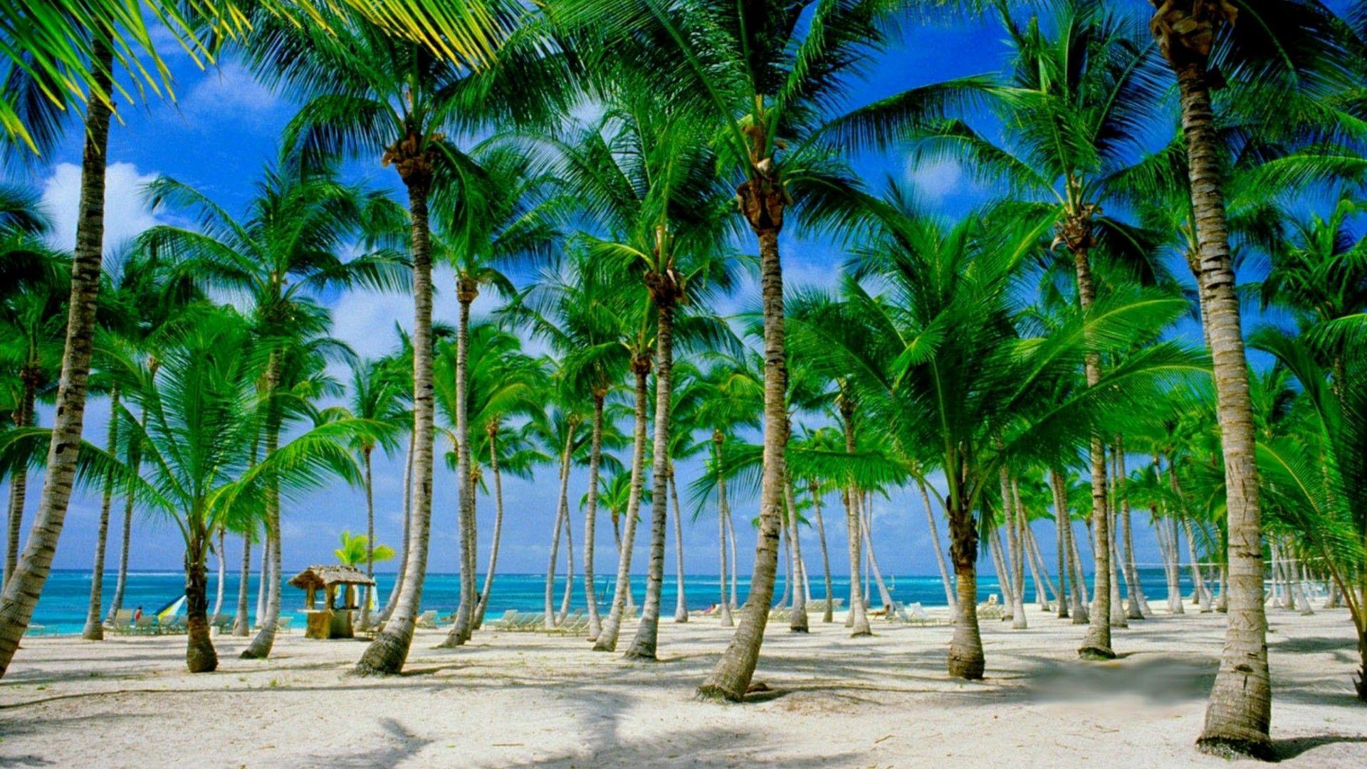 Beach Palms (Punta Cana, Dominican Republic) Wallpaper. Wallpaper