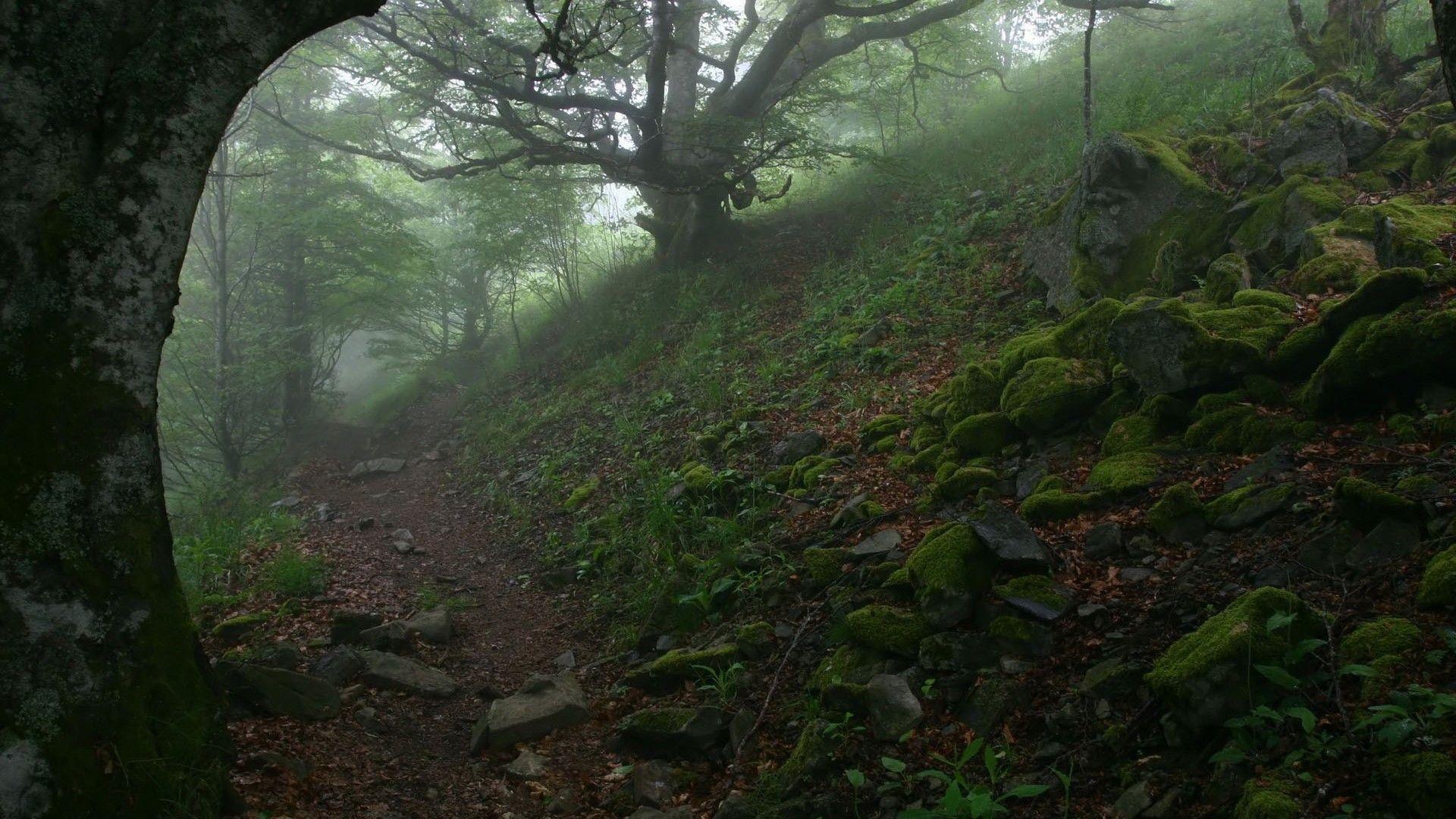 Forests: Trails Forests Nature Hillside Hills Trail Forest Wallpaper