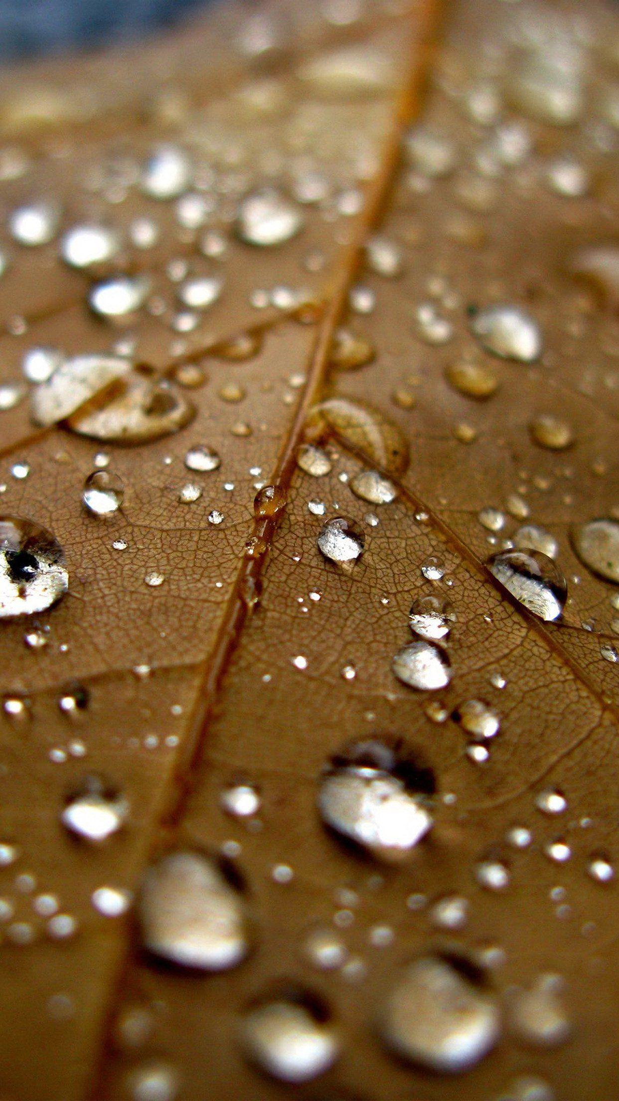 Leaf Rain Water Drop Bokeh Nature Android wallpaper HD