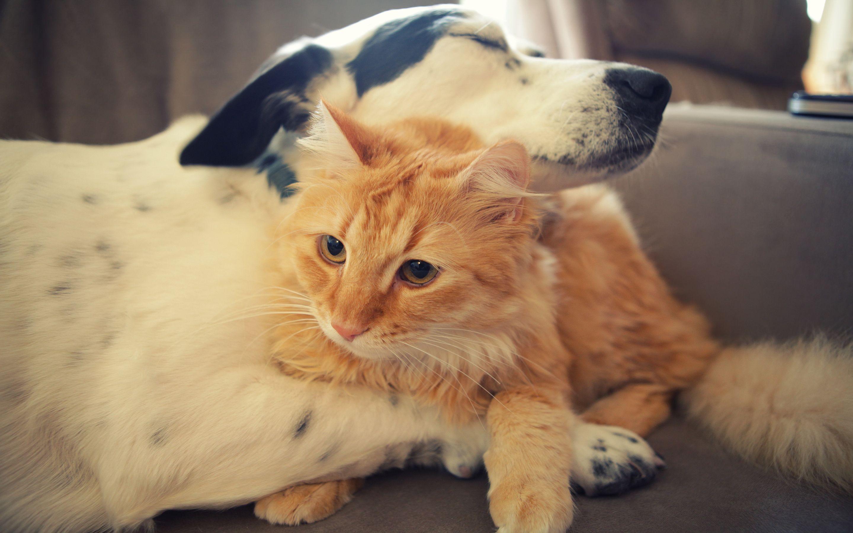 Cat dog hug