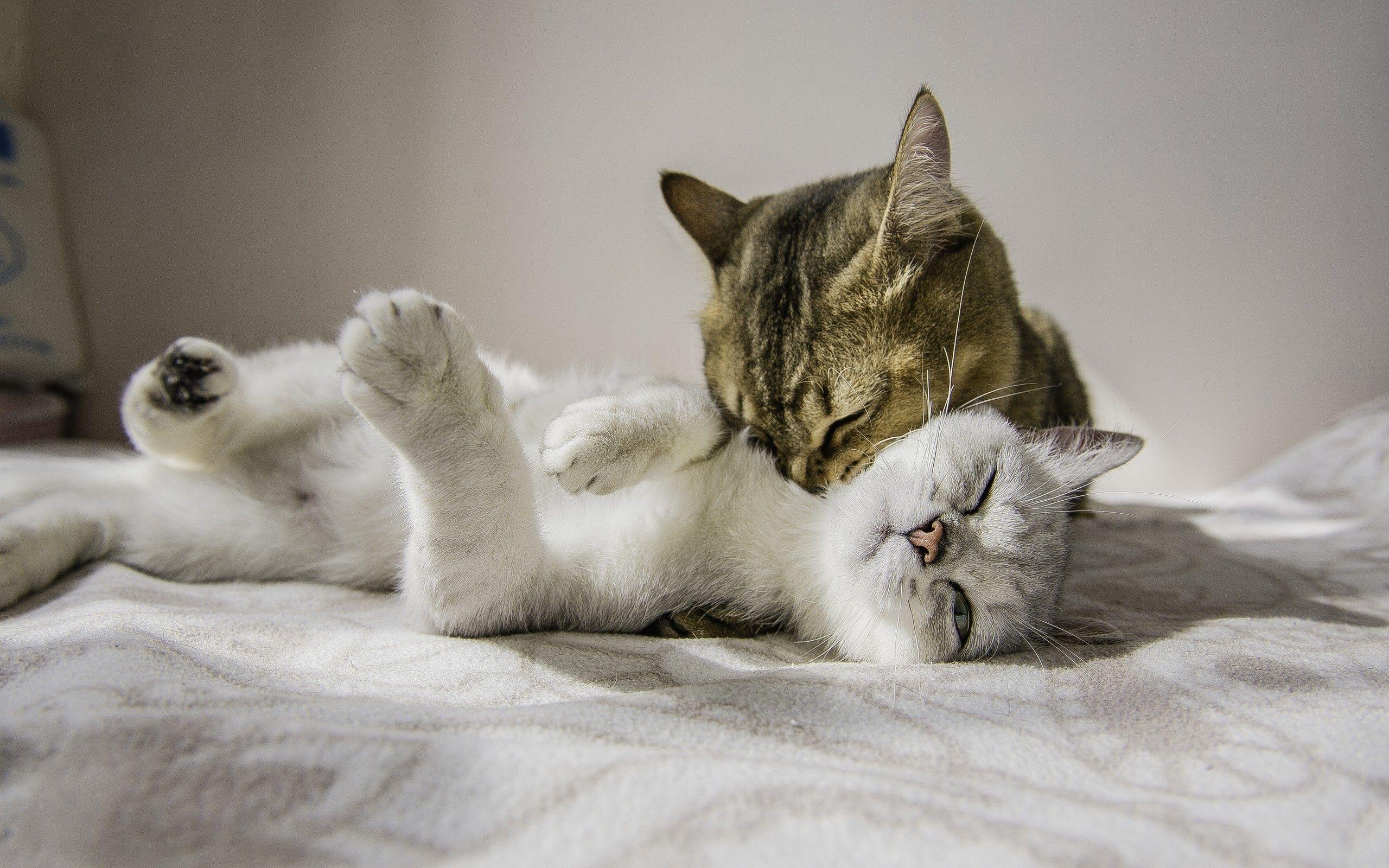 Wallpaper cat, couple, love, hug, tenderness, kiss desktop wallpaper