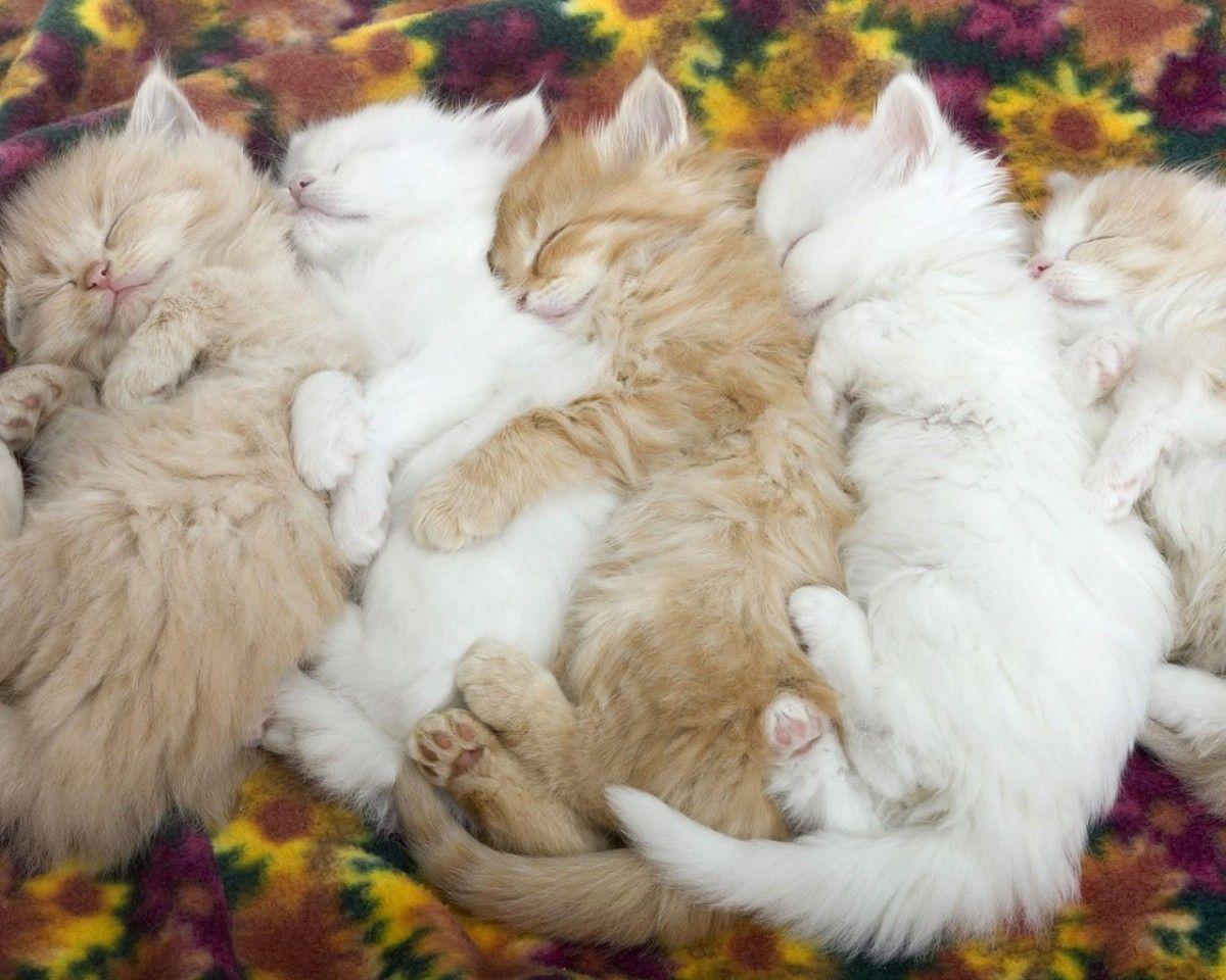 cute kittens sleeping wallpaper. Cats and more cats