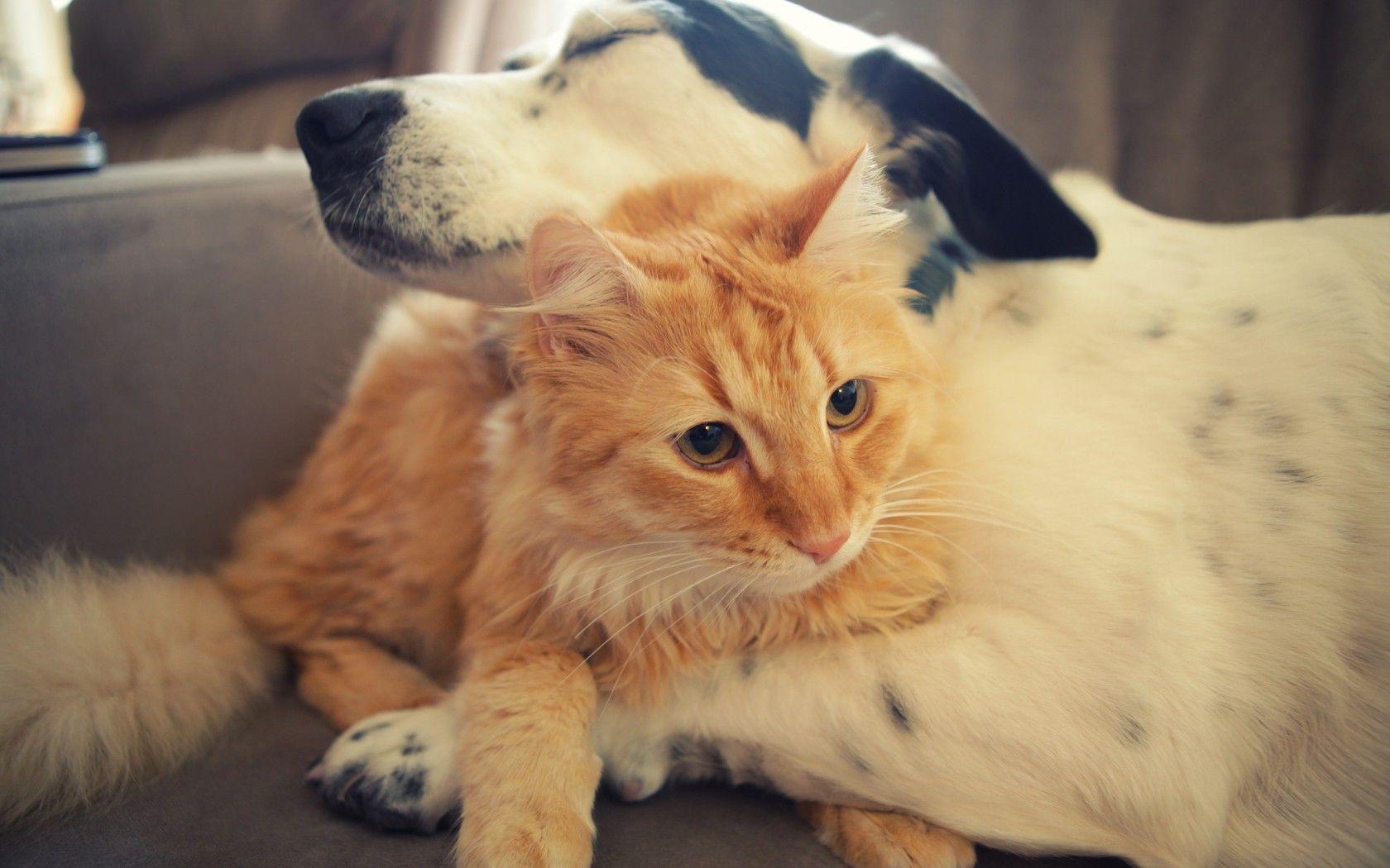 Asleep Dog and cat hug wallpaper