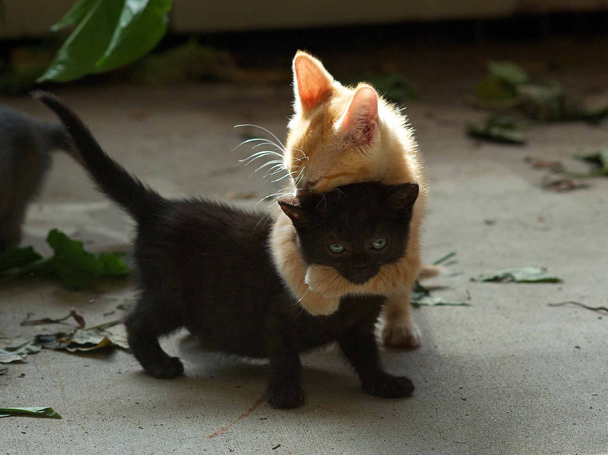 Kitten Cute cat animal couple love HD wallpaper