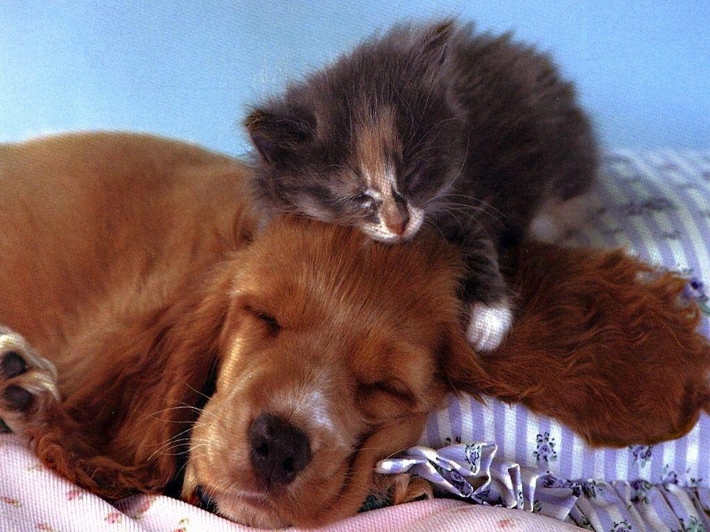 Cat Friend Sweet Pet Animal Puppy Hug Love Friends Feline Kitten Dog