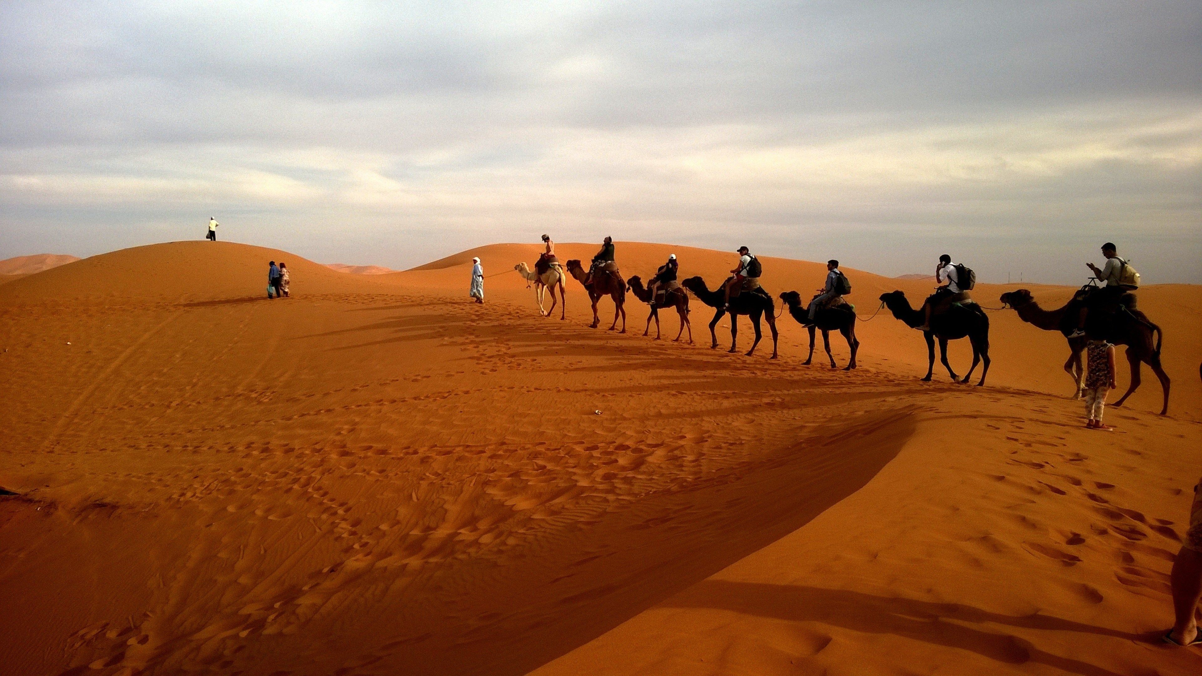 camels in caravan desert HD Wallpaper