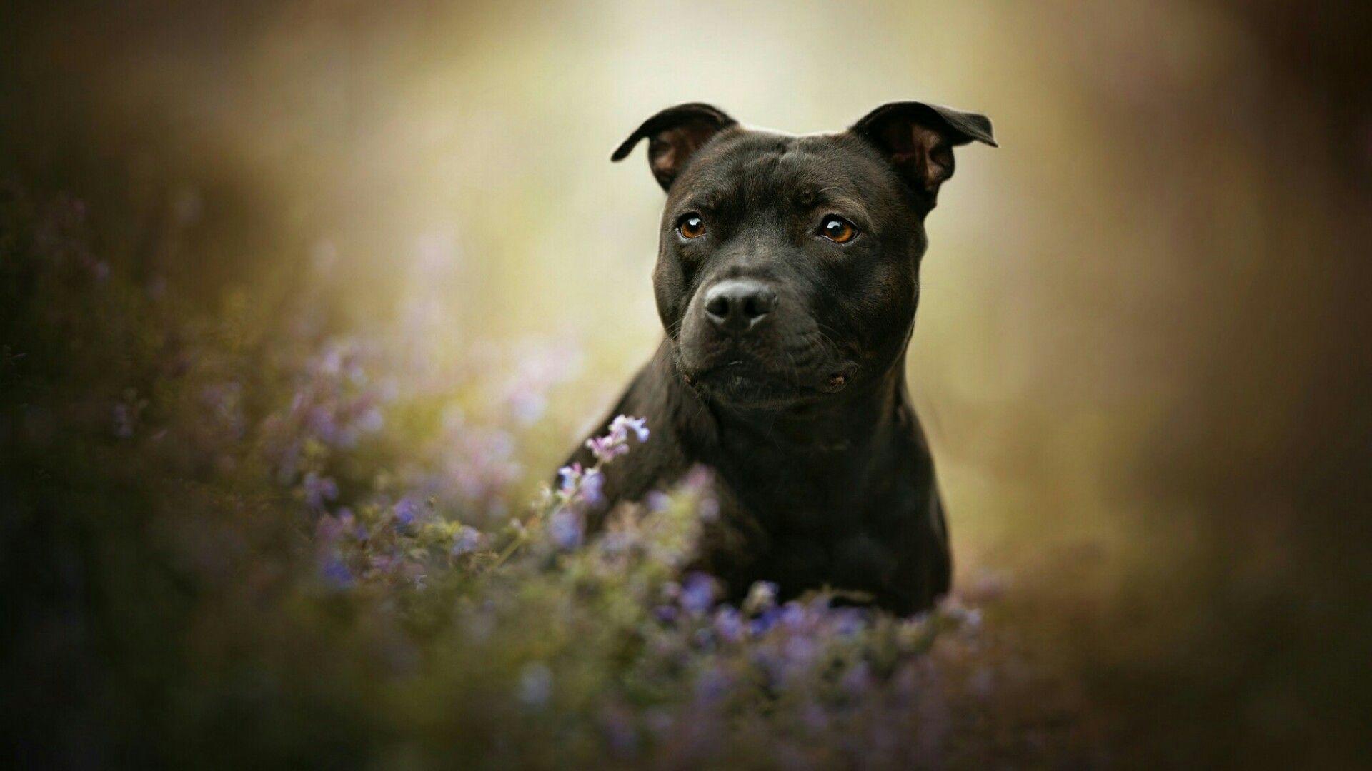 American Staffordshire Terrier Wallpapers - Wallpaper Cave