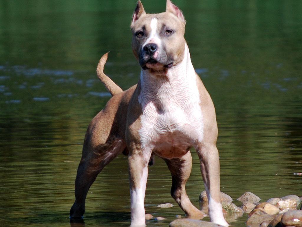 American Staffordshire Terrier Wallpapers - Wallpaper Cave
