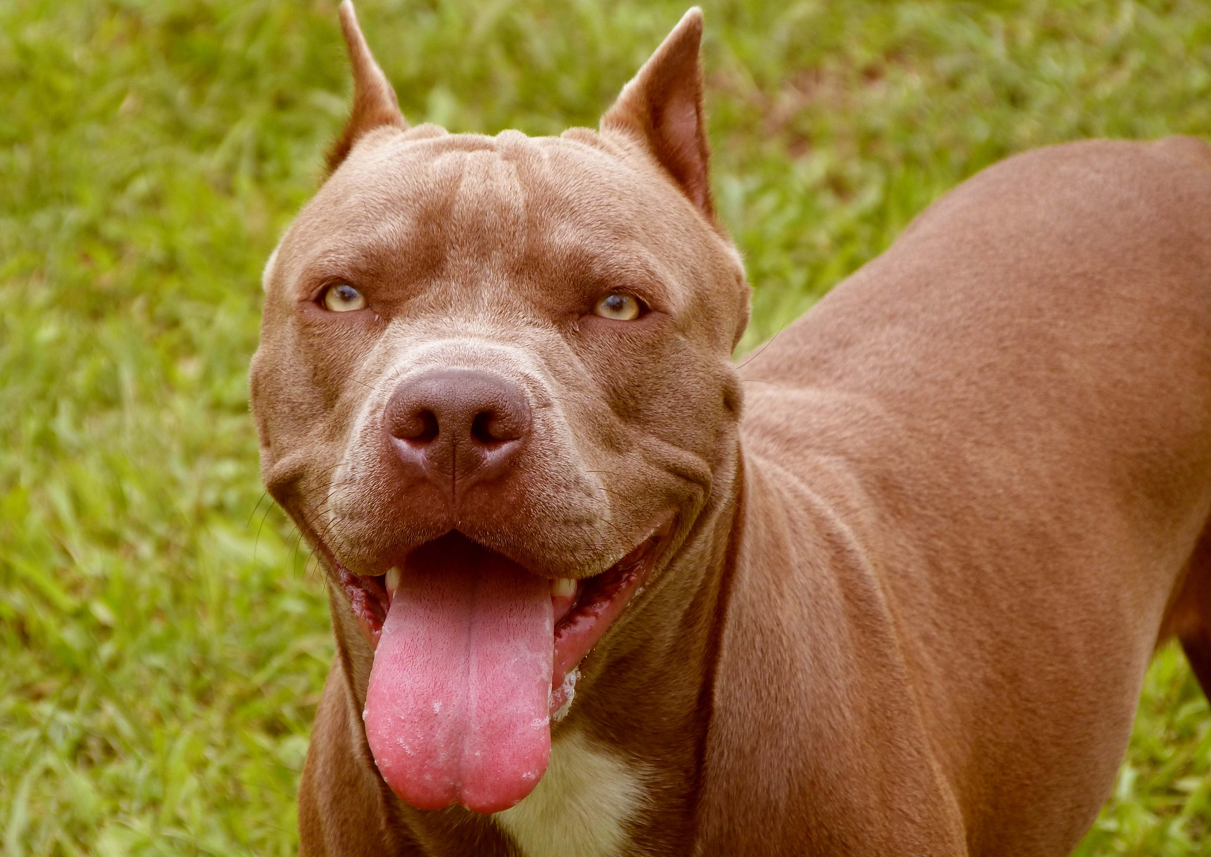 Athletic American Staffordshire Terrier Wallpaper