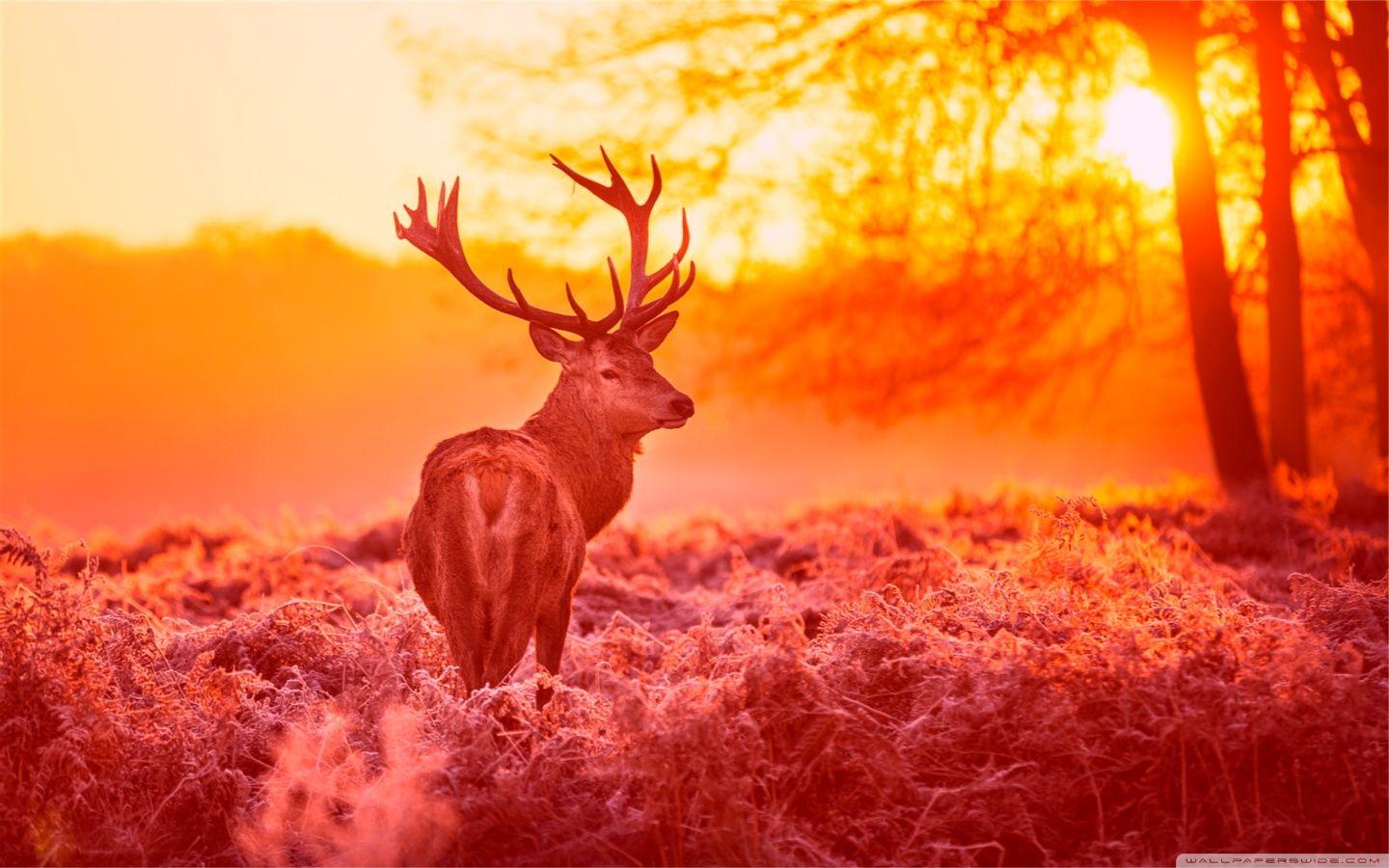 Deer Under The Sunset Warm Forest Grass ❤ 4K HD Desktop Wallpaper