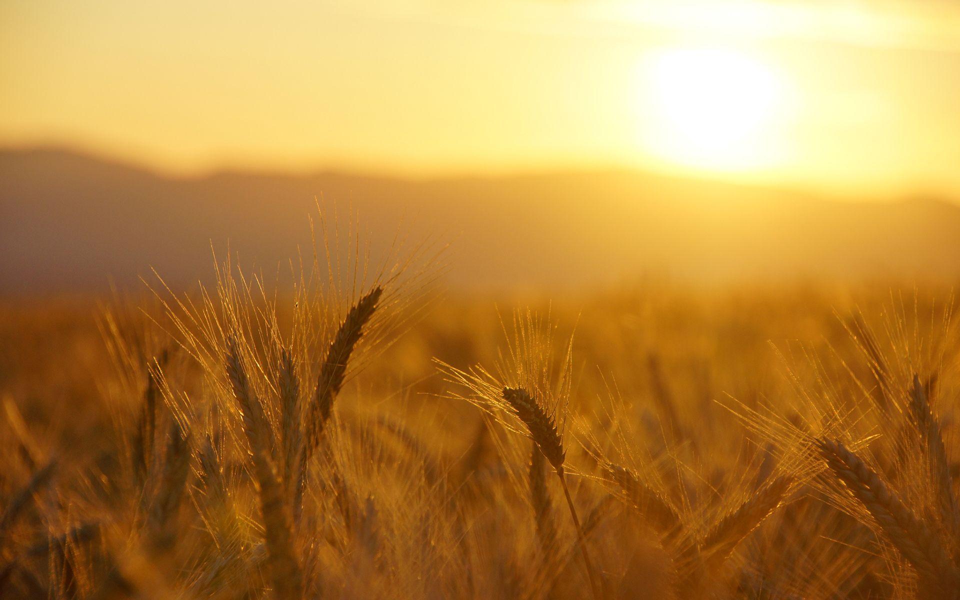Wheat Macro grass field sunrise sunset warm wallpaperx1200