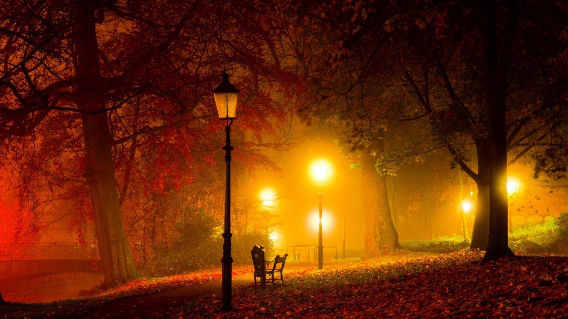 Forest: Lights Warm Park Bench Night Lamps Trees Green Forest