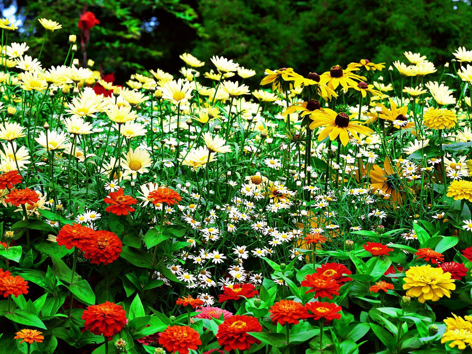 Flower Garden Background