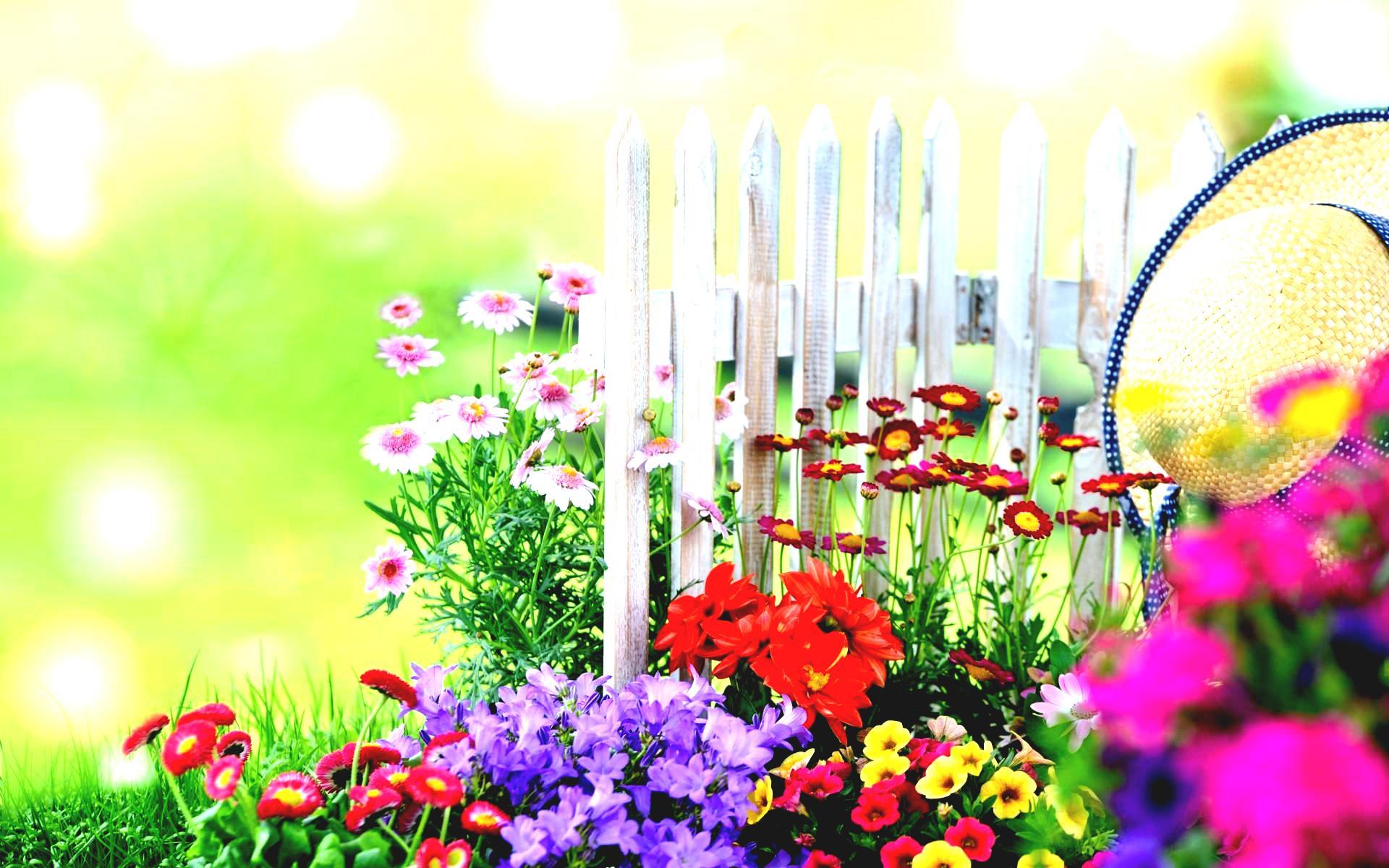 Beautiful Garden Image HD Photo Live Wallpaper Hq Picture